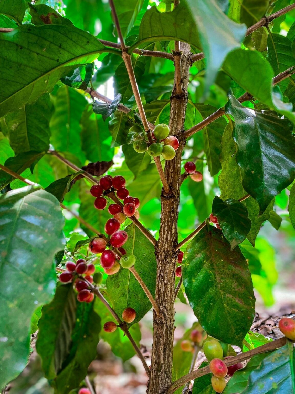 Community Highlights Meet Branden Johnson of Cafe Hope Coffee Voyage Dallas Magazine Dallas