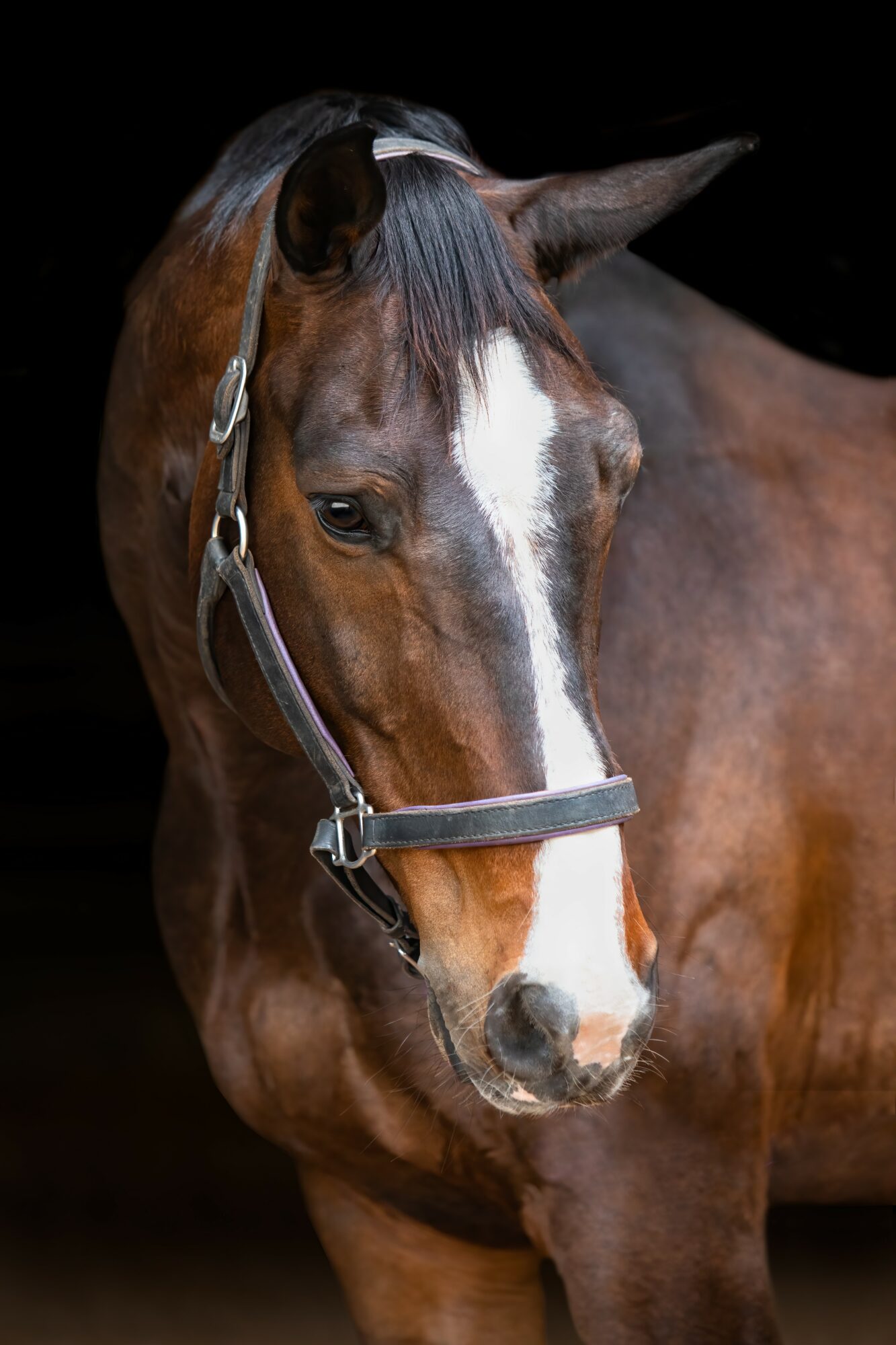 Brown horse with a white stripe on its face, wearing a halter, against a dark background.