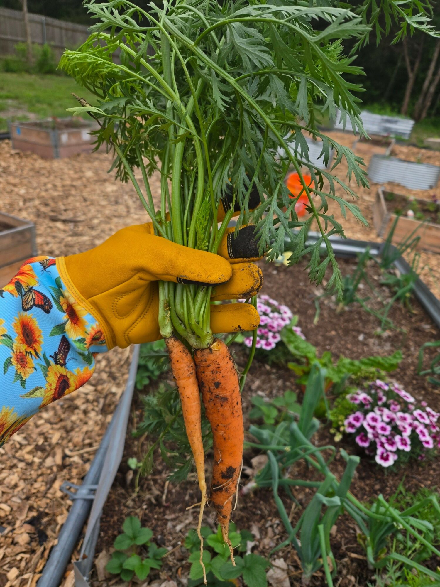 Person wearing yellow gloves holds a bunch of freshly harvested carrots with green tops in a garden.