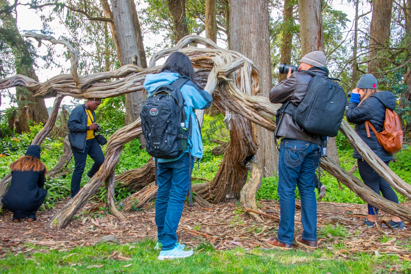 Group of people taking photos and observing a large, twisted tree in a forest setting.