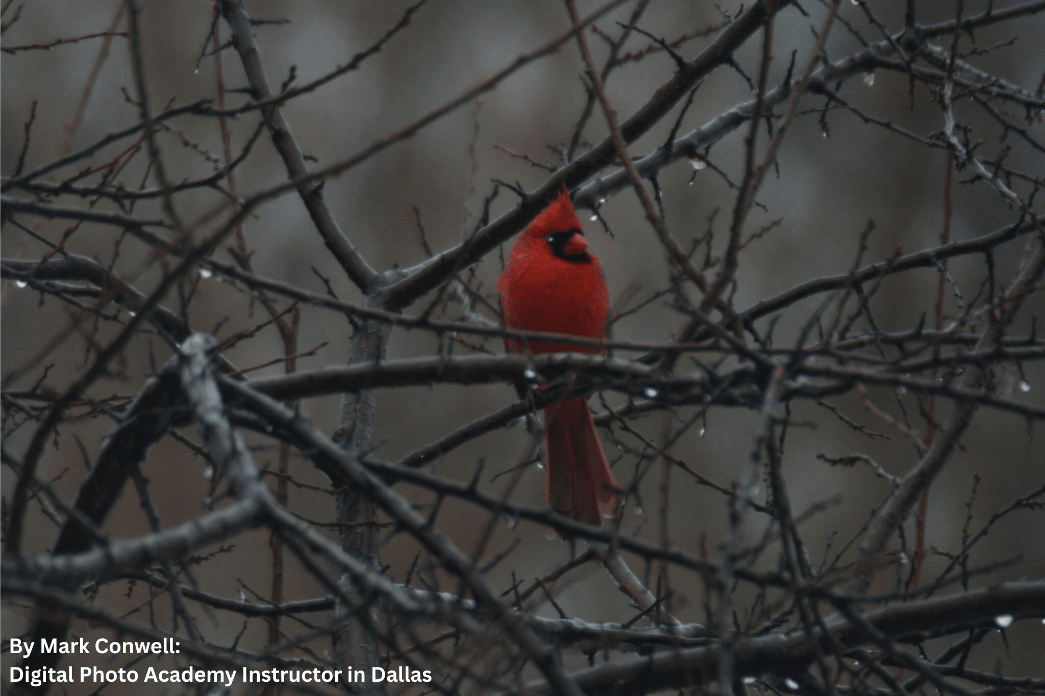 Bright red bird perched on a branch among leafless twigs in a natural setting.