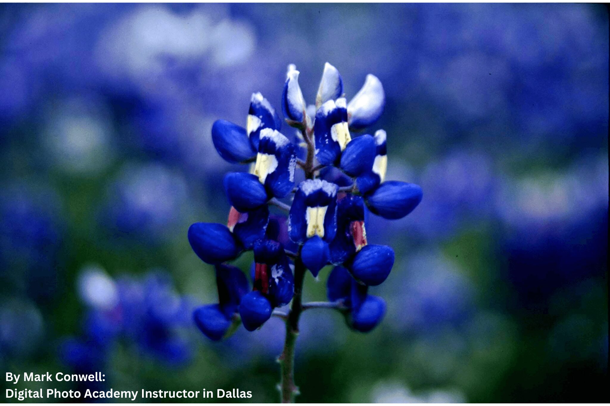Close-up of a blue flower with multiple small petals and a blurred background.