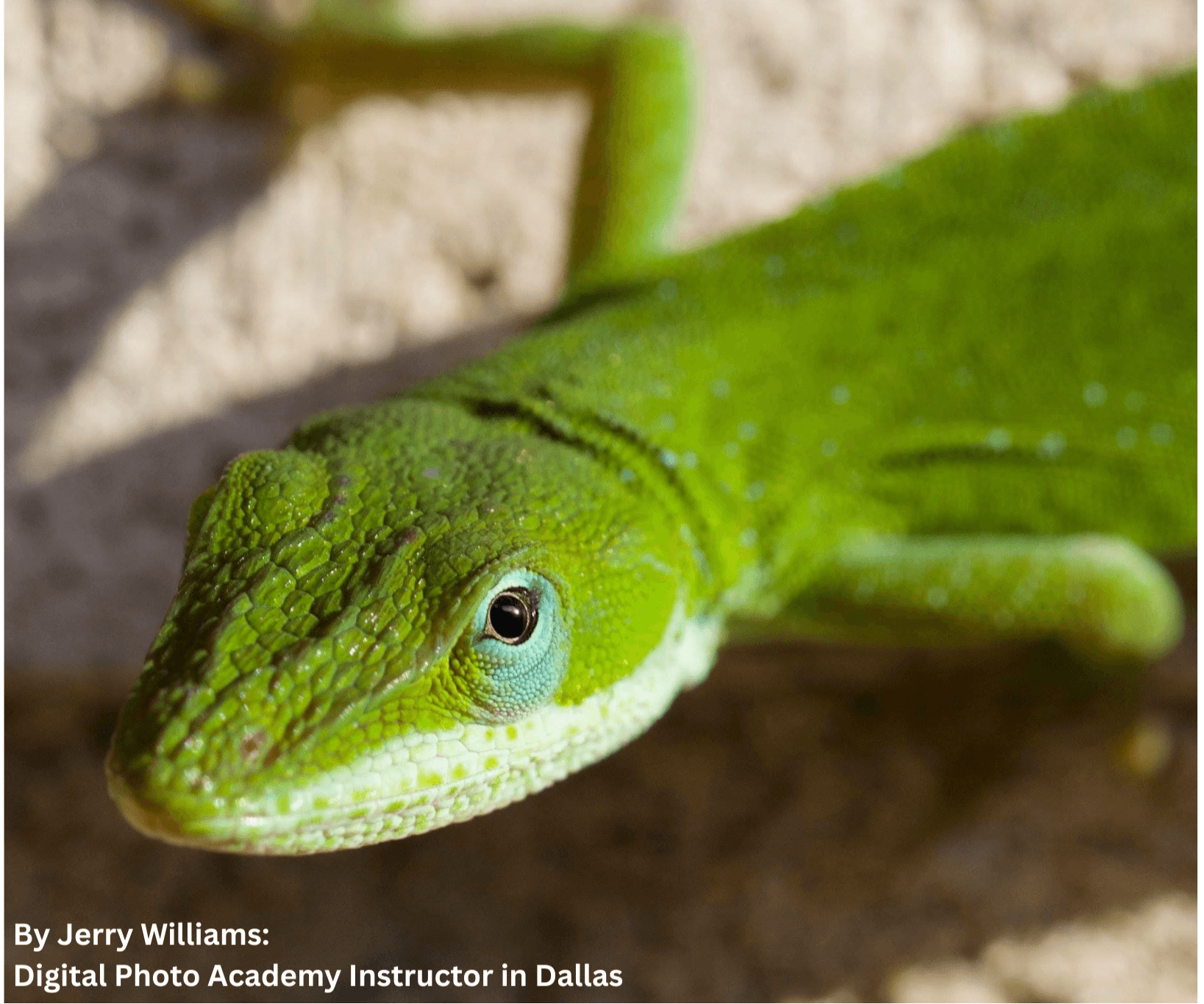 Close-up of a green lizard on a sandy surface, showing detailed head and eye.
