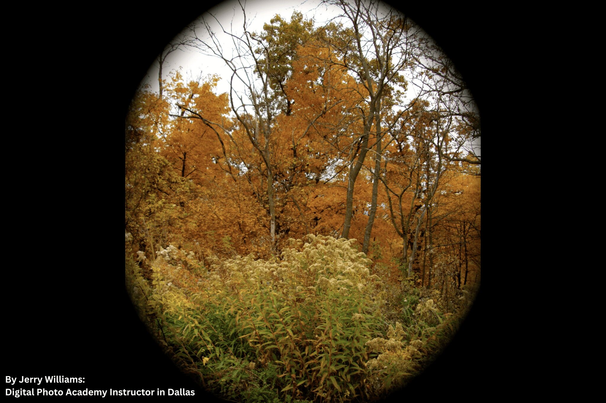 View through a circular scope showing trees with autumn-colored leaves and dense foliage.