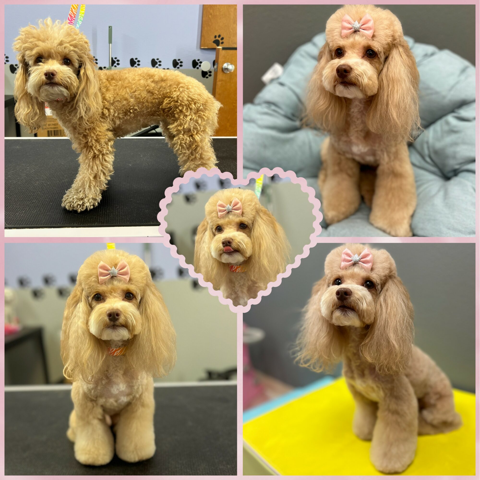 Four images of a small, light-colored dog with a pink bow on its head, in different poses and settings.