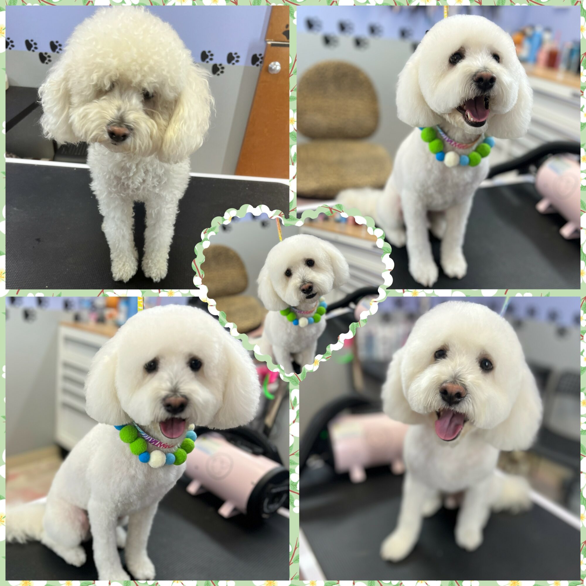 Four photos of a small white dog with a colorful beaded collar, in grooming salon, with a heart-shaped frame around one image.
