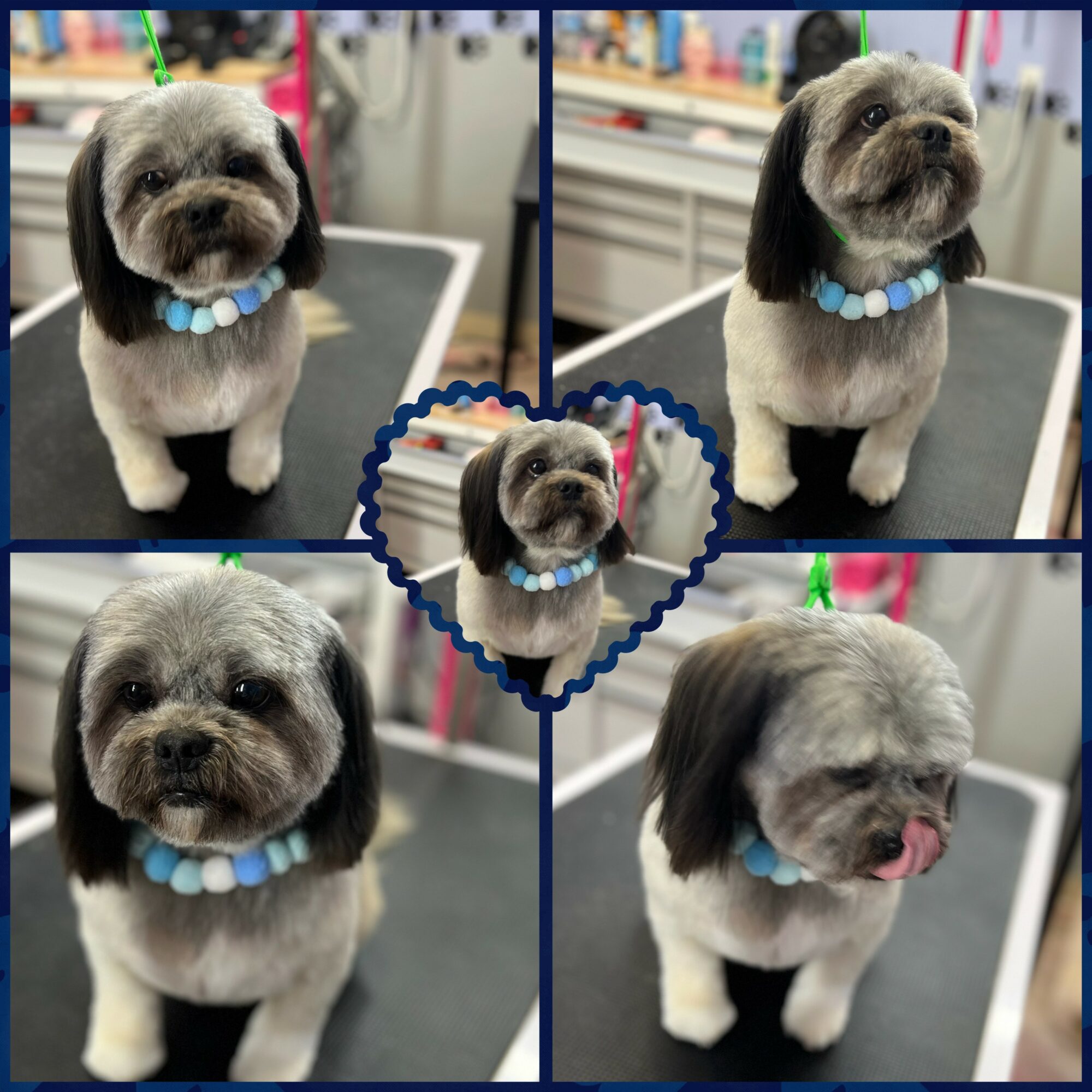 Small dog with gray and white fur, wearing a blue beaded collar, in grooming salon.