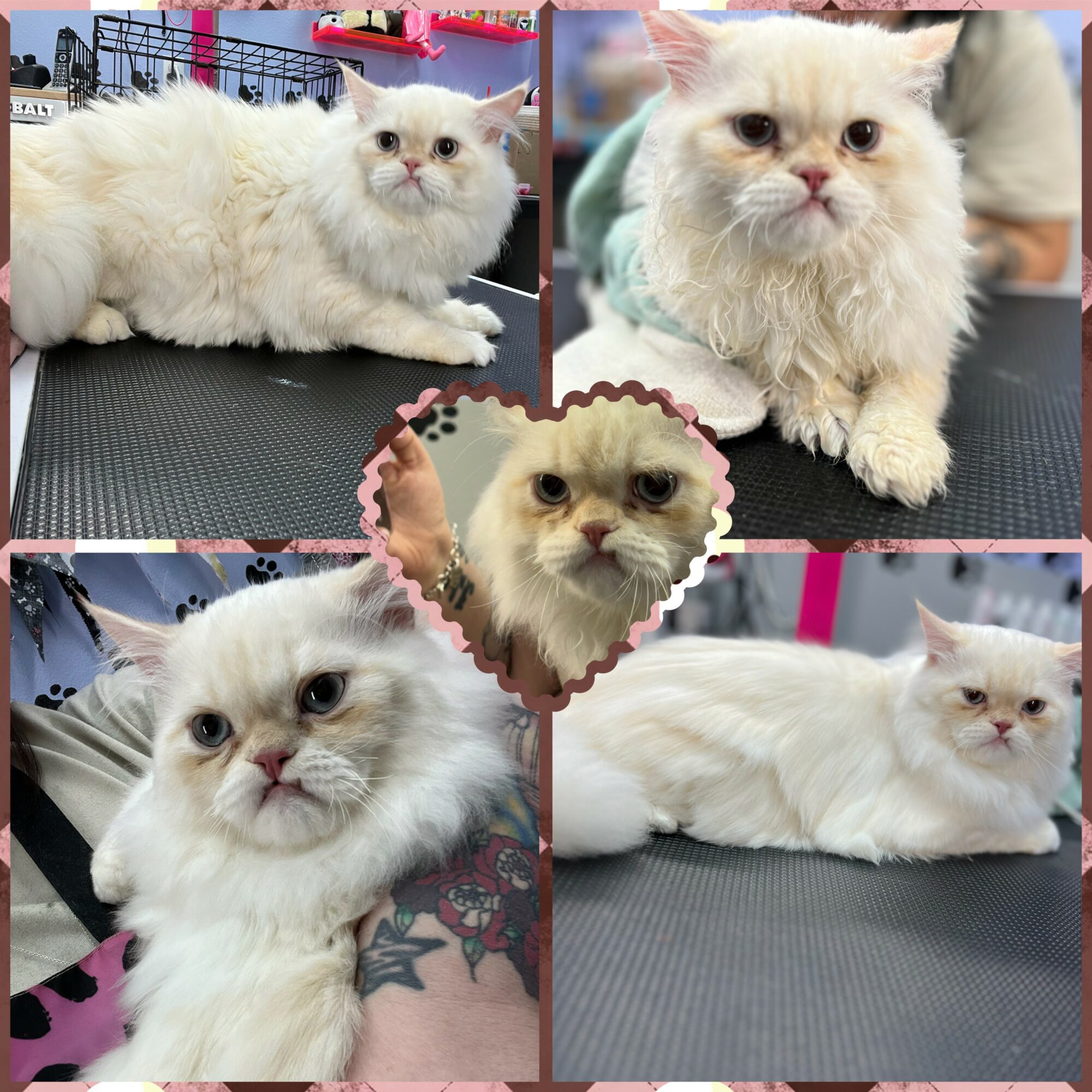 Six images of a fluffy white cat with blue eyes, lying and sitting on a black surface, in various poses.