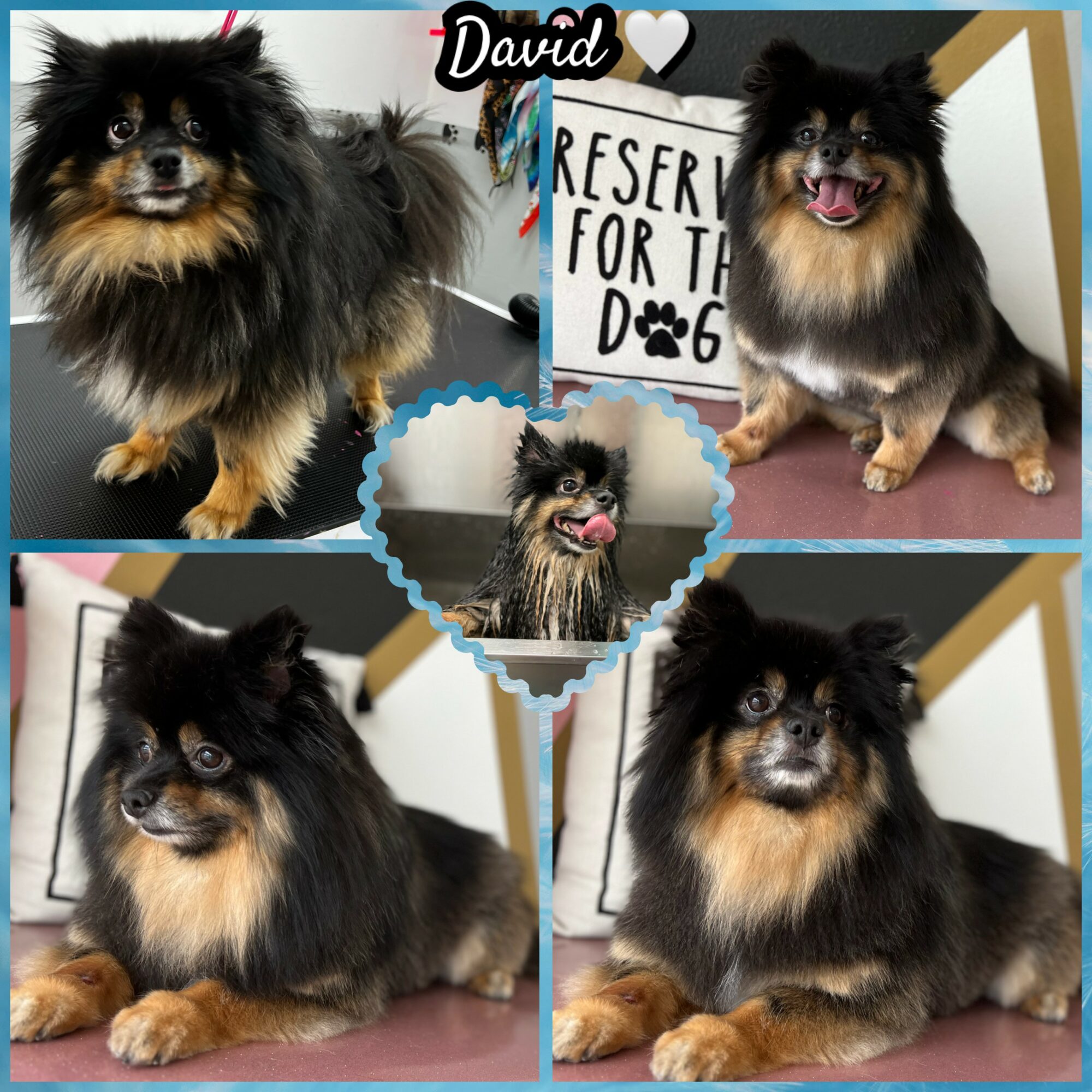 Four pictures of a small black and tan dog with fluffy fur, in different poses and backgrounds.