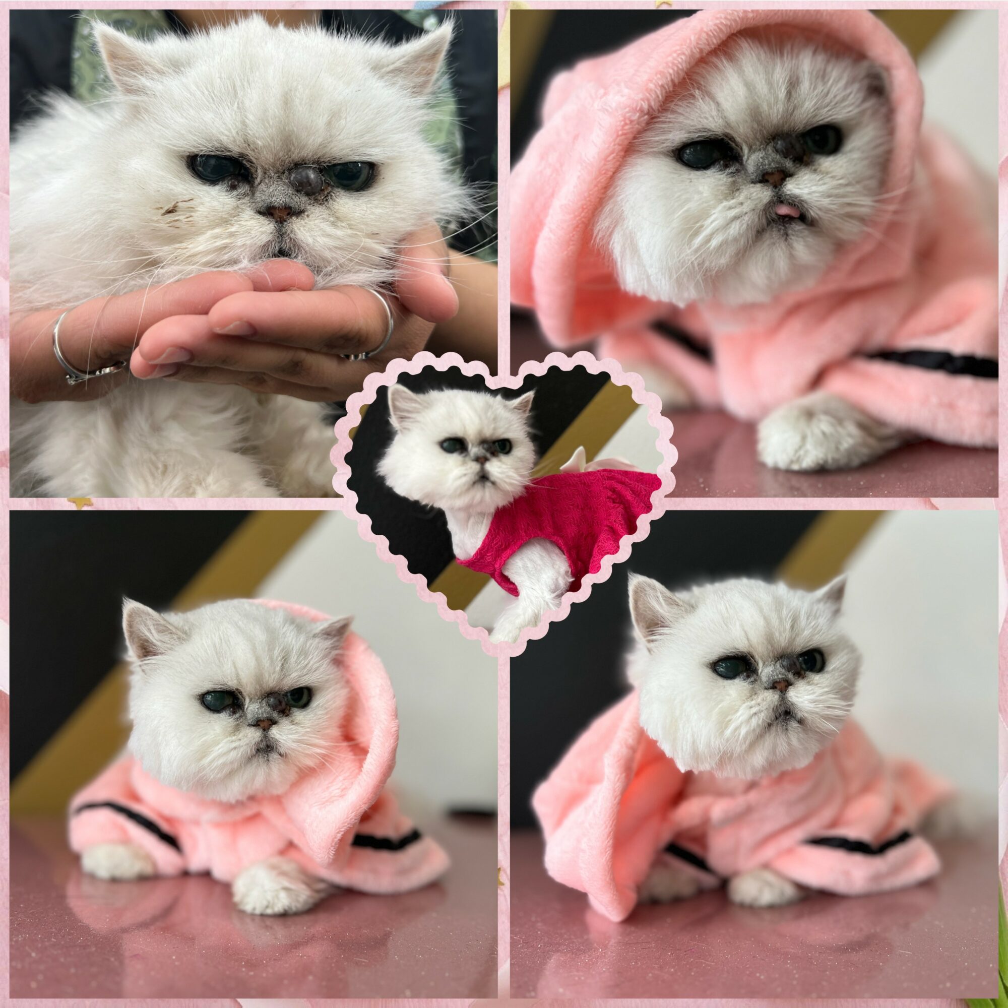 Four images of a fluffy white cat with a grumpy expression, wearing pink hooded clothing, arranged around a heart-shaped frame.