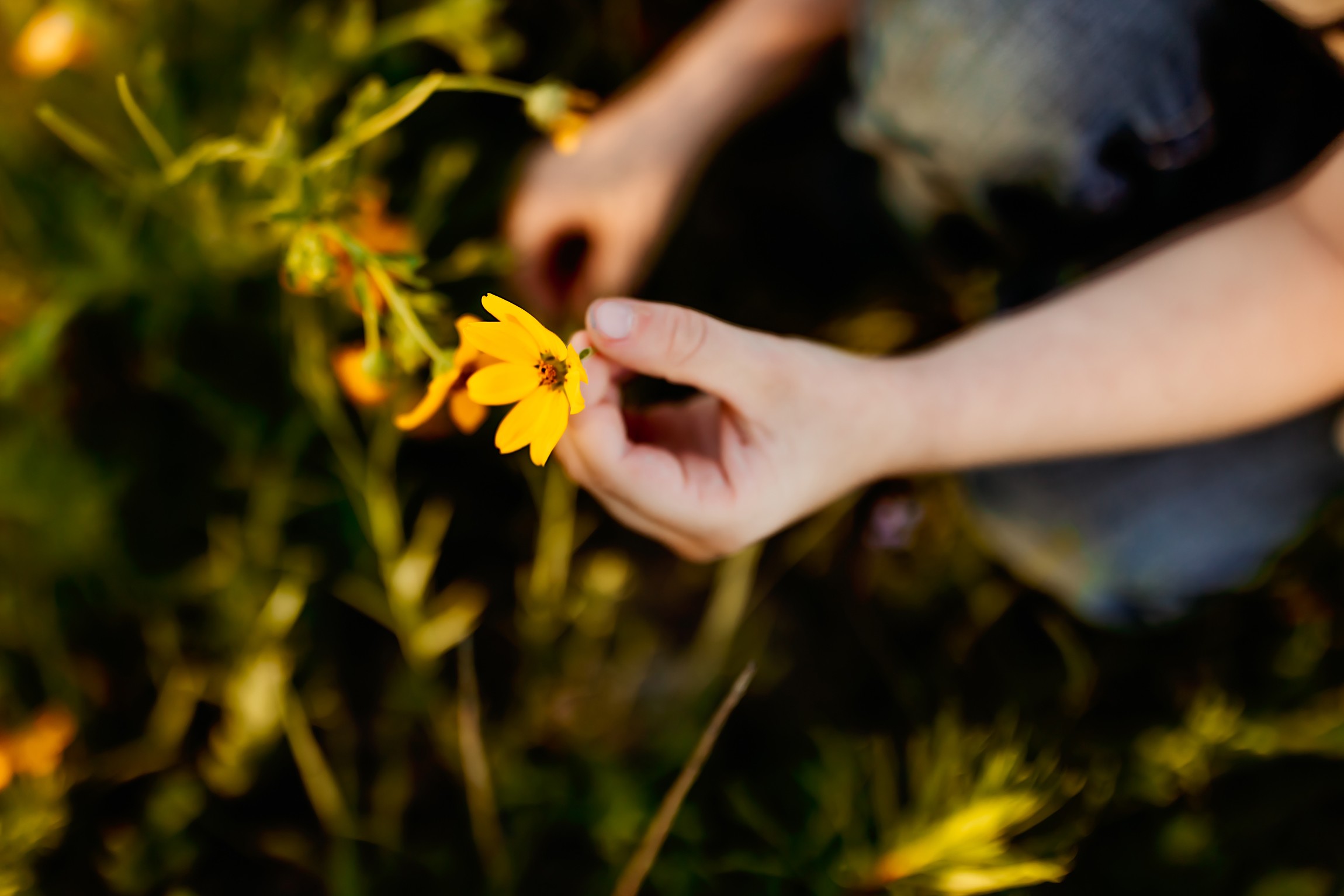 Child's hand holding a yellow flower outdoors, surrounded by green foliage, with part of the child's arm visible.