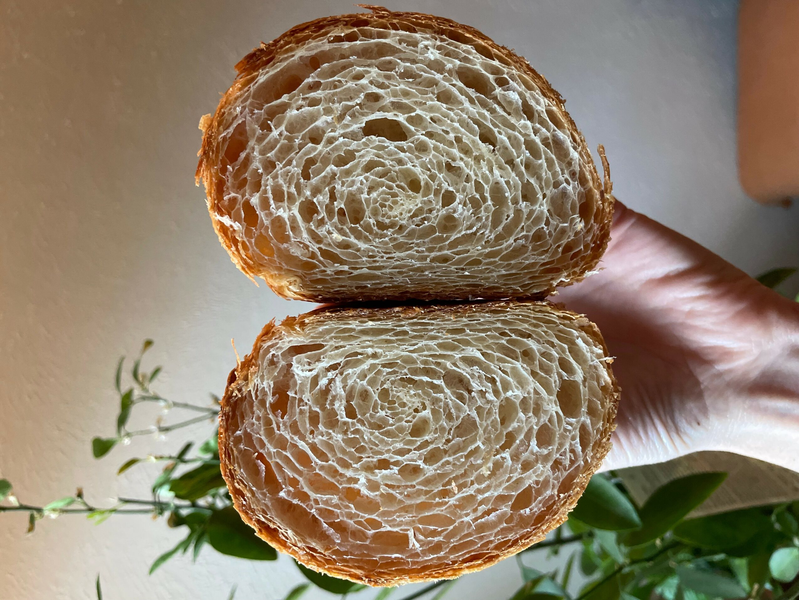Two halves of a bread roll held in a hand, with a plant in the background.