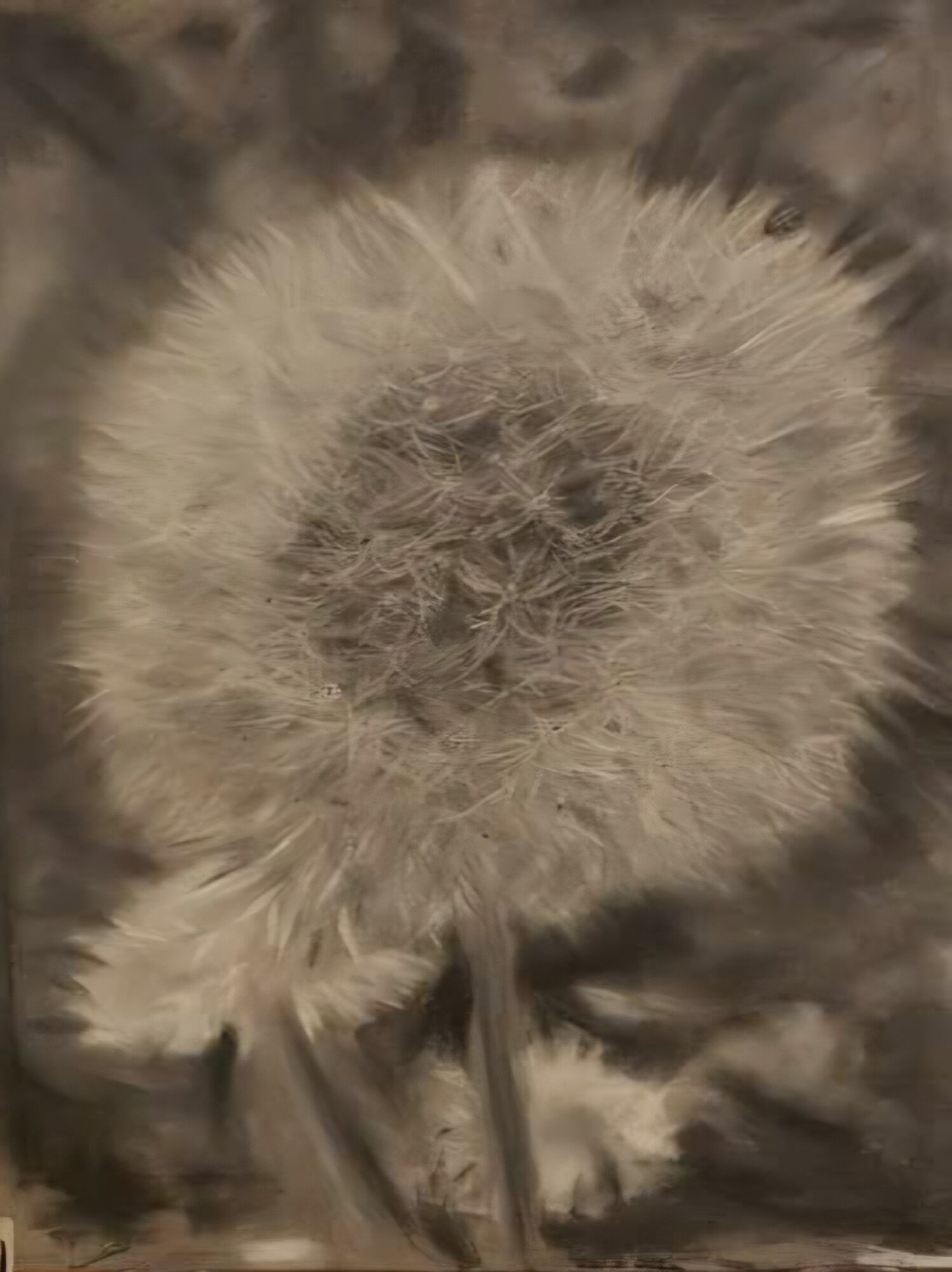 Close-up of a dandelion seed head with fluffy white seeds, background blurred