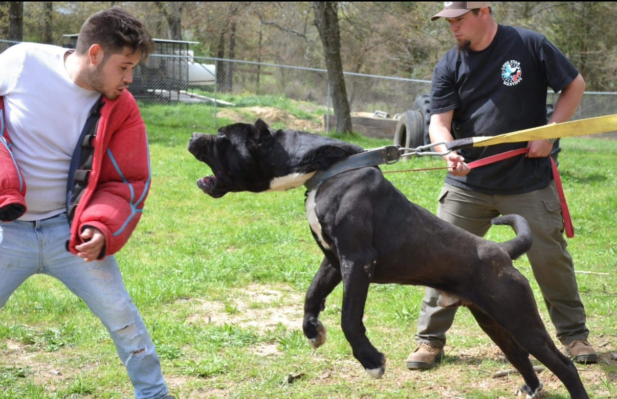 Dog lunges at man in red jacket while another person holds the dog on a leash in a grassy area.