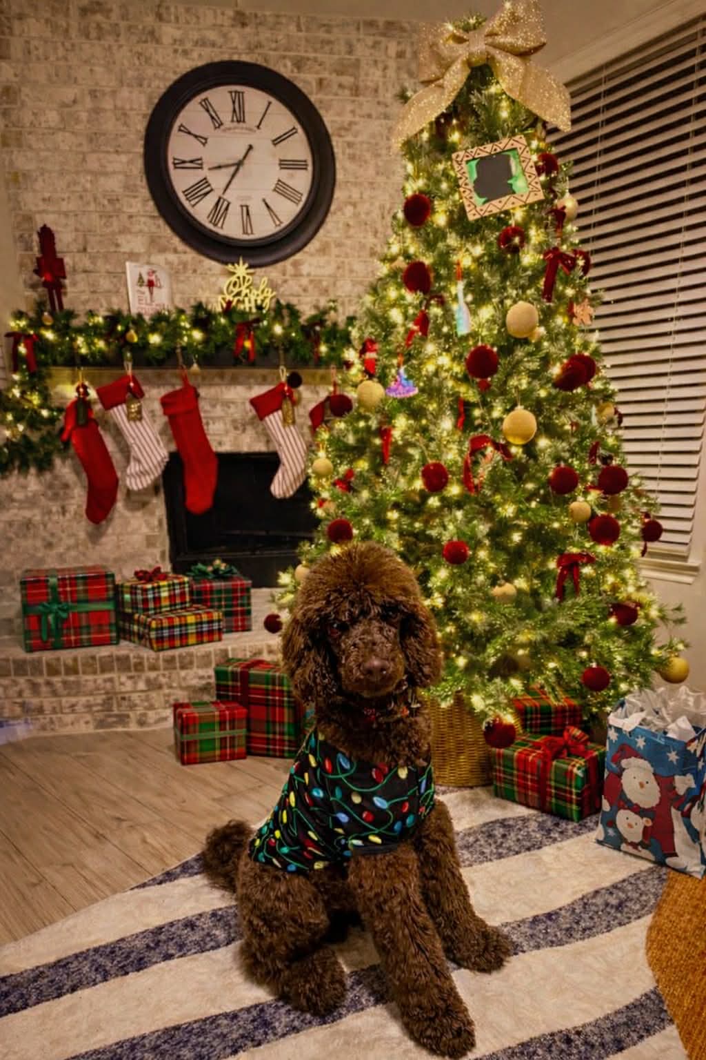Poodle dog wearing a festive outfit sitting in front of a decorated Christmas tree with presents, stockings, and a fireplace.