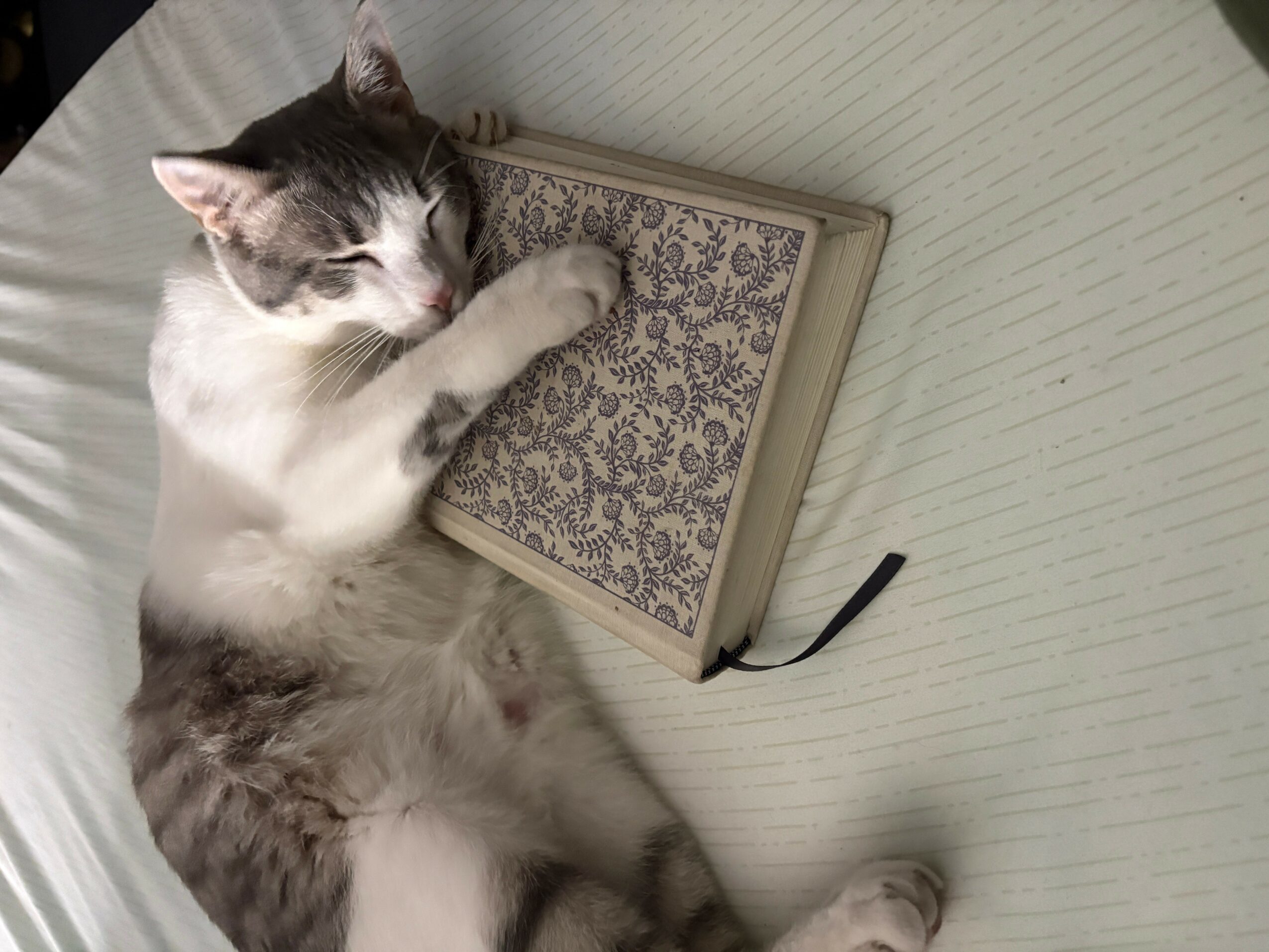 Gray and white cat sleeping on its side with a book, paw on the book, on a light-colored surface.