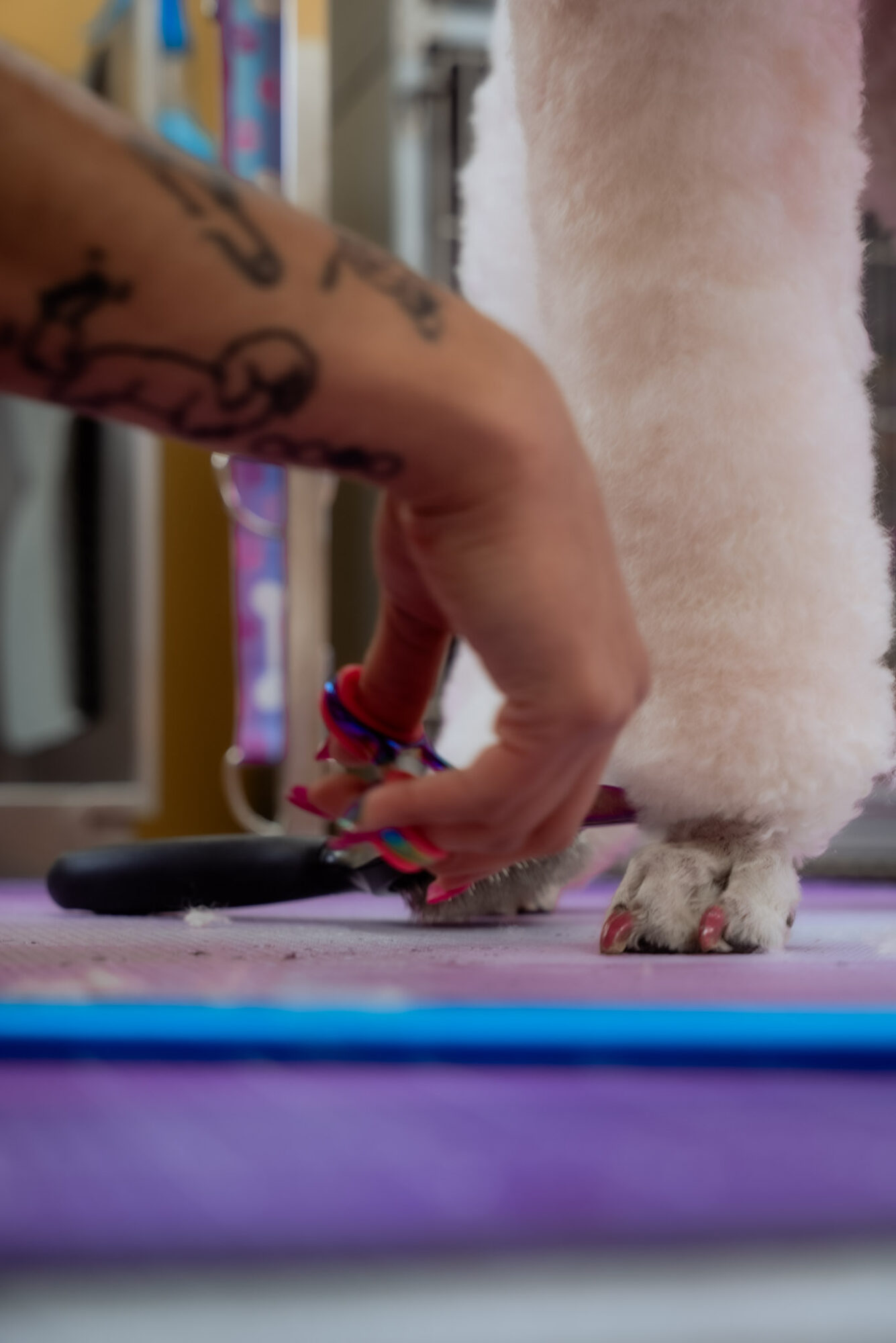 Person's hand with tattoos reaching towards a small white dog with pink paws, on a colorful mat.