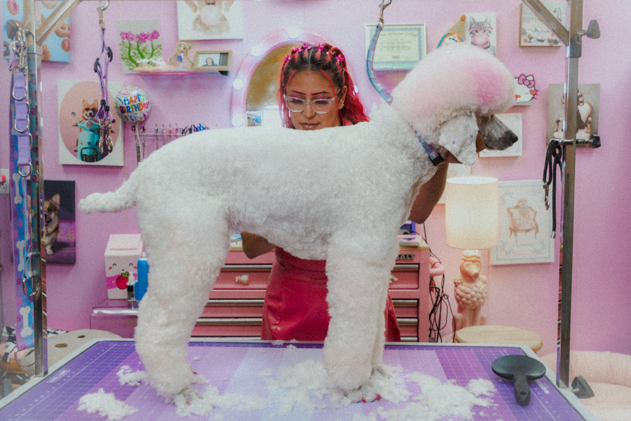 Person with pink hair and glasses holding a large white poodle in a grooming salon with pink walls and shelves.