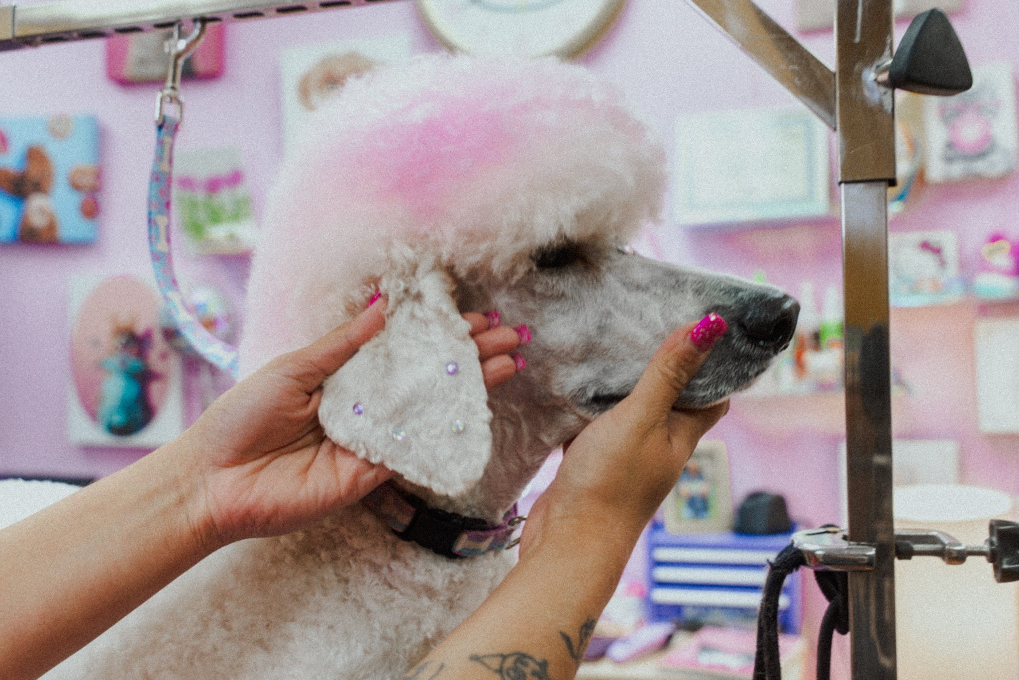 Person grooming a white poodle with pink dye on its fur in a pet salon, background with photos and supplies.