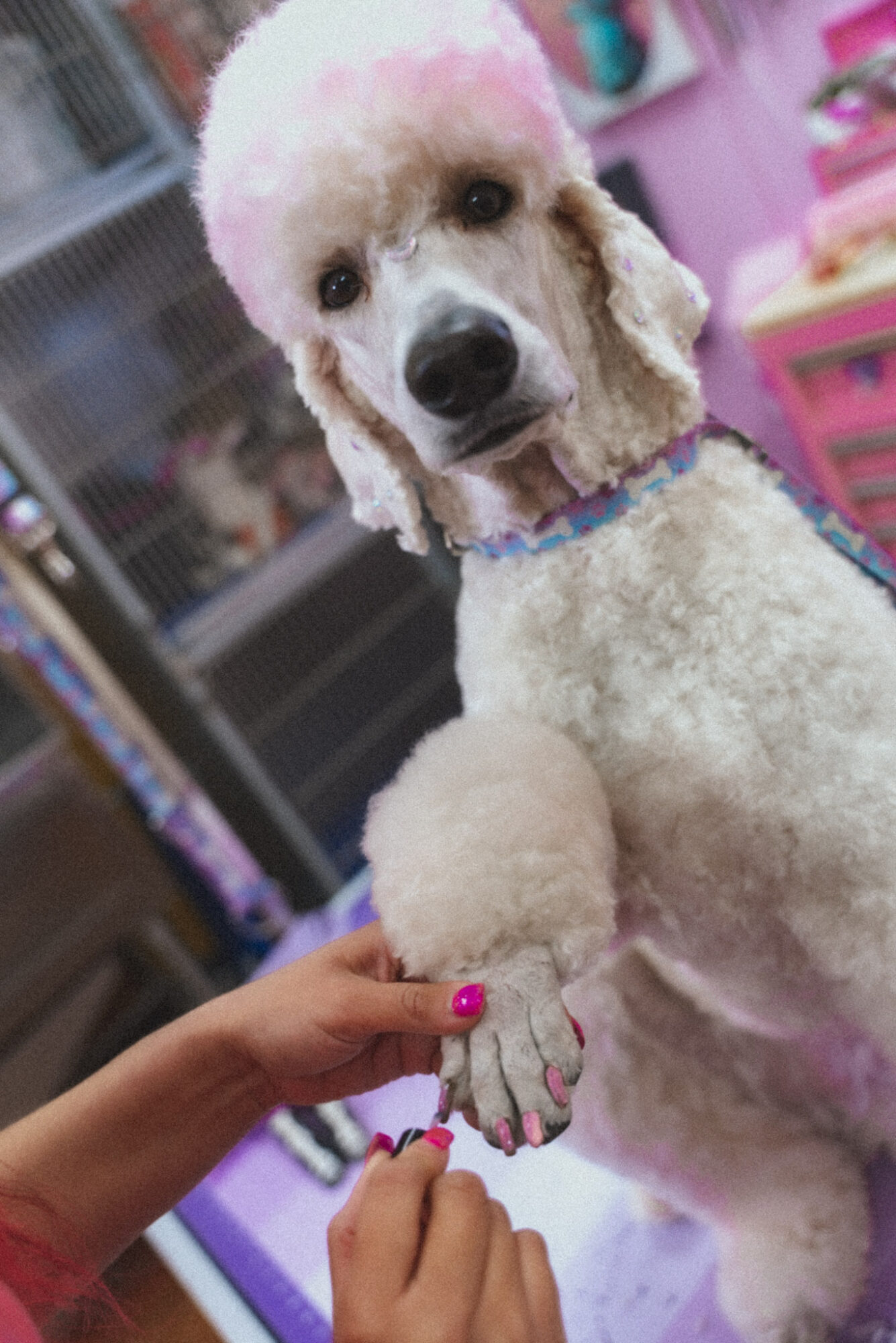 A poodle with a groomed coat and a person holding its paw, indoors with colorful background elements.