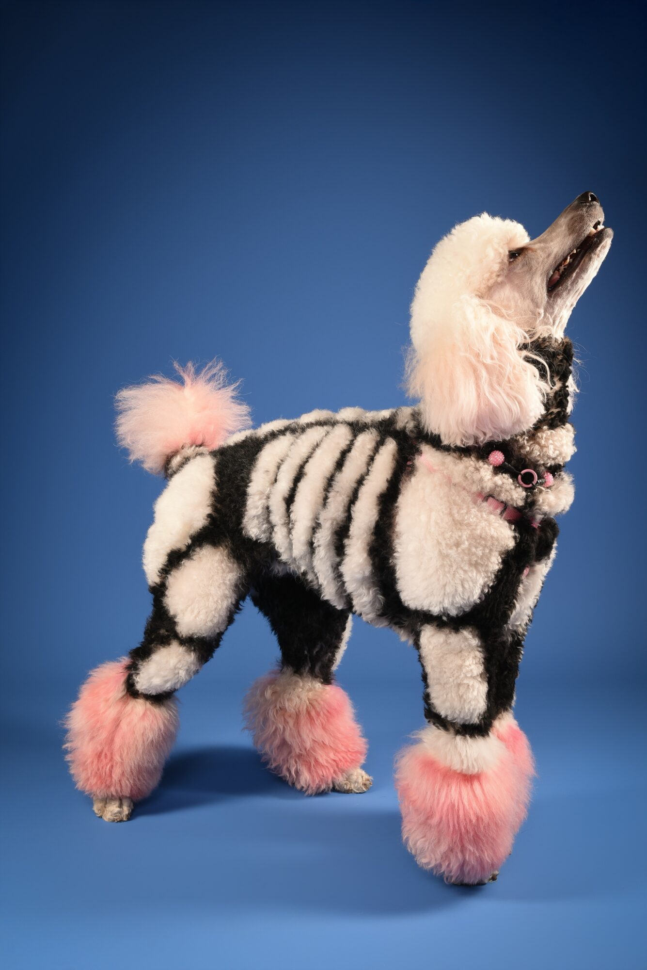 Dog wearing a zebra-striped costume with pink fluffy paws and tail, standing against a blue background.