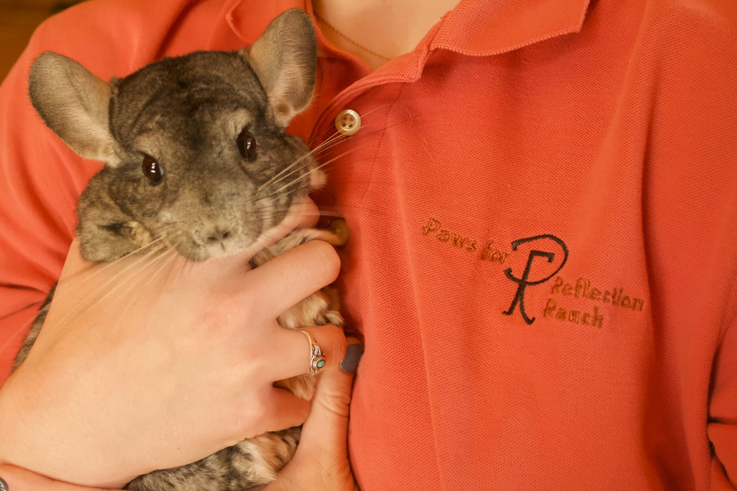Person holding a small rodent with large ears and whiskers, wearing an orange shirt with embroidered text.