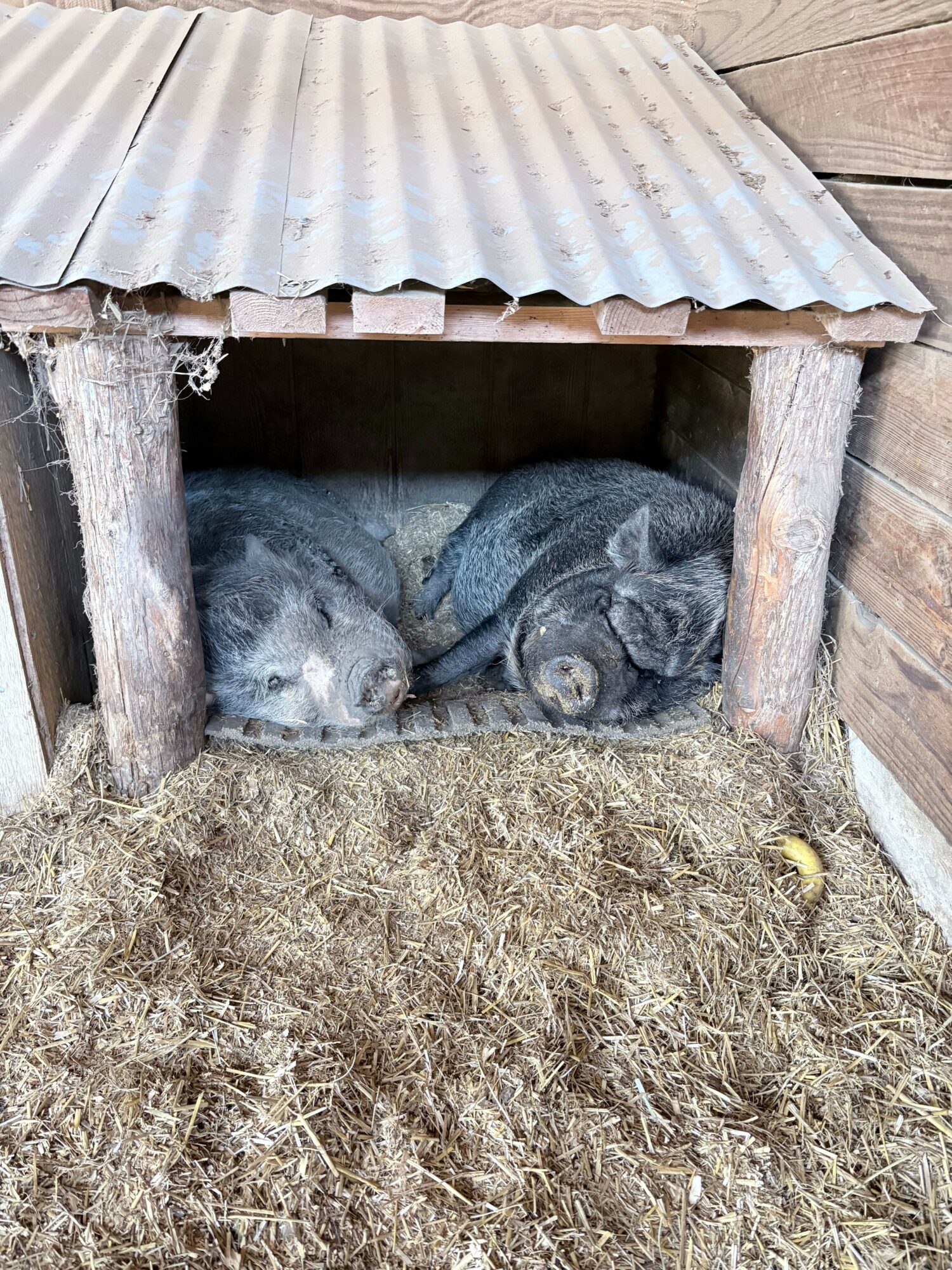 Two pigs inside a wooden shelter with a corrugated metal wall, one looking out and the other resting.