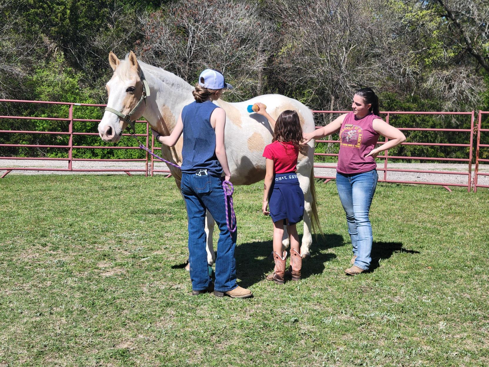 Group of people interacting with a white and brown horse in a grassy outdoor area, with trees and a fence in the background.