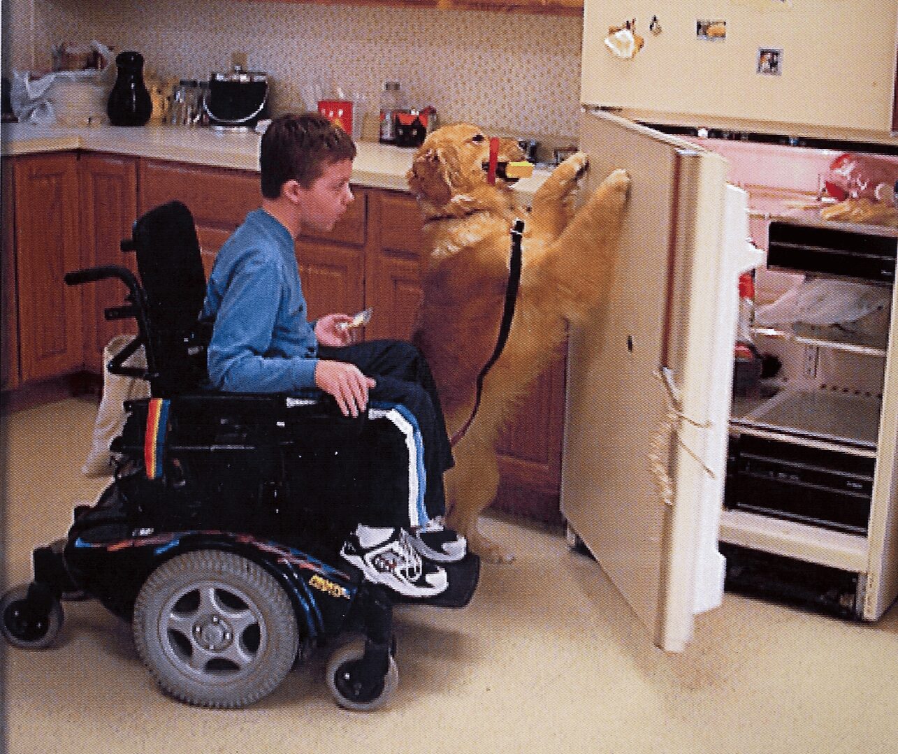 Young boy in a wheelchair interacts with a large dog standing on its hind legs at an open refrigerator door.