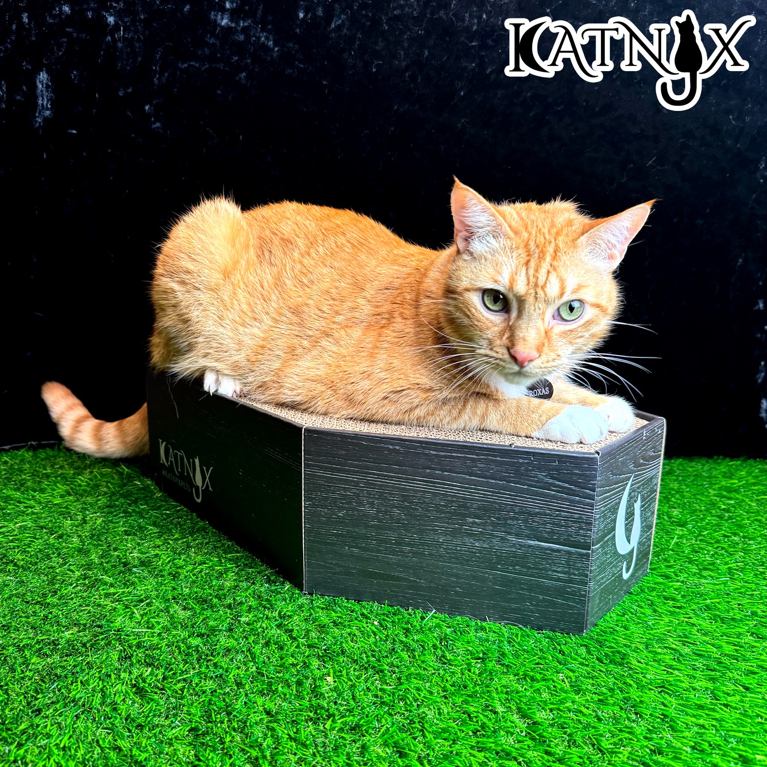 Orange cat lying on a black box on green artificial grass, with a dark background and white text in the top right corner.