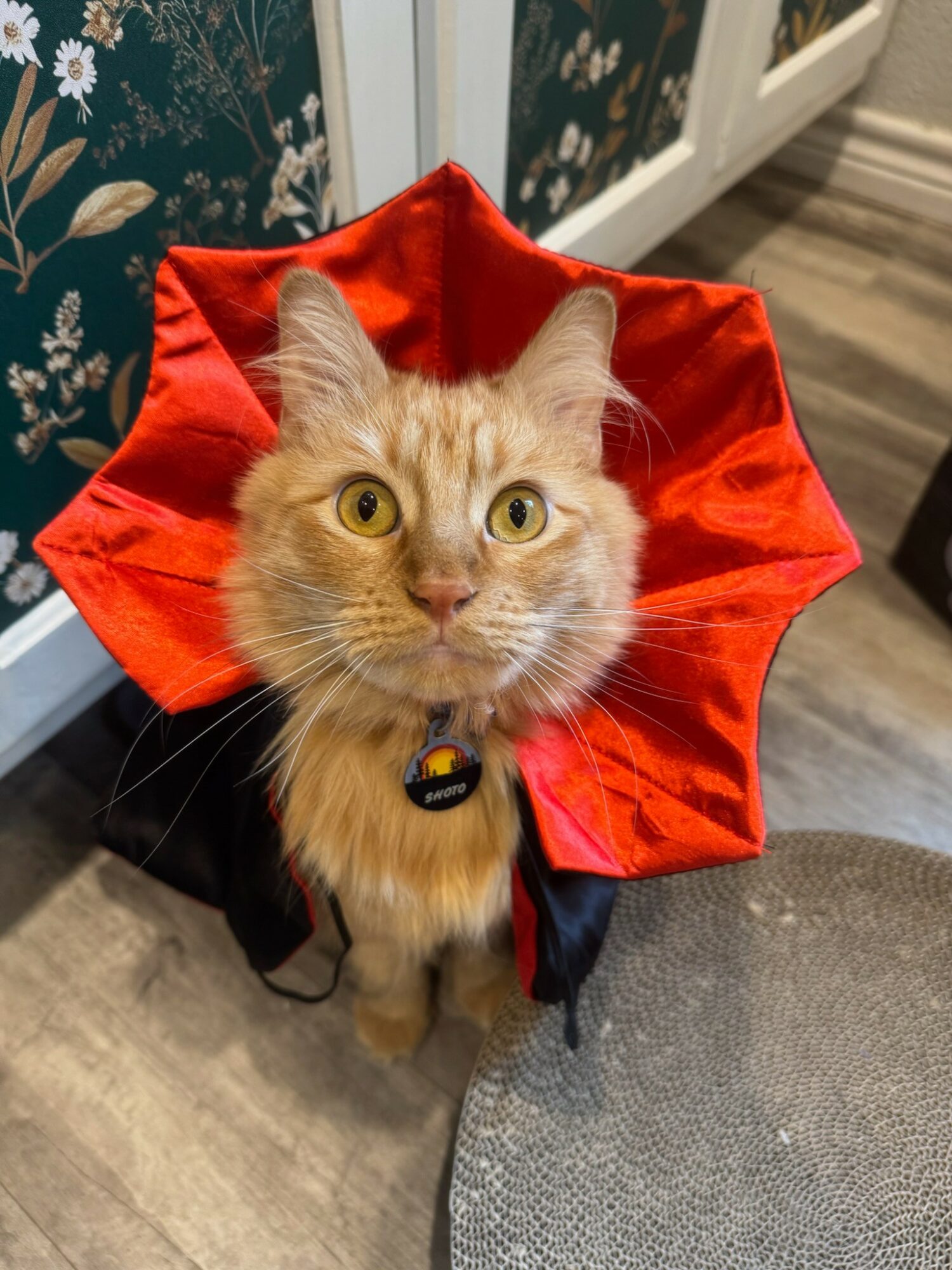 Cat wearing a red cape with a star-shaped collar, sitting on a wooden floor, looking up.