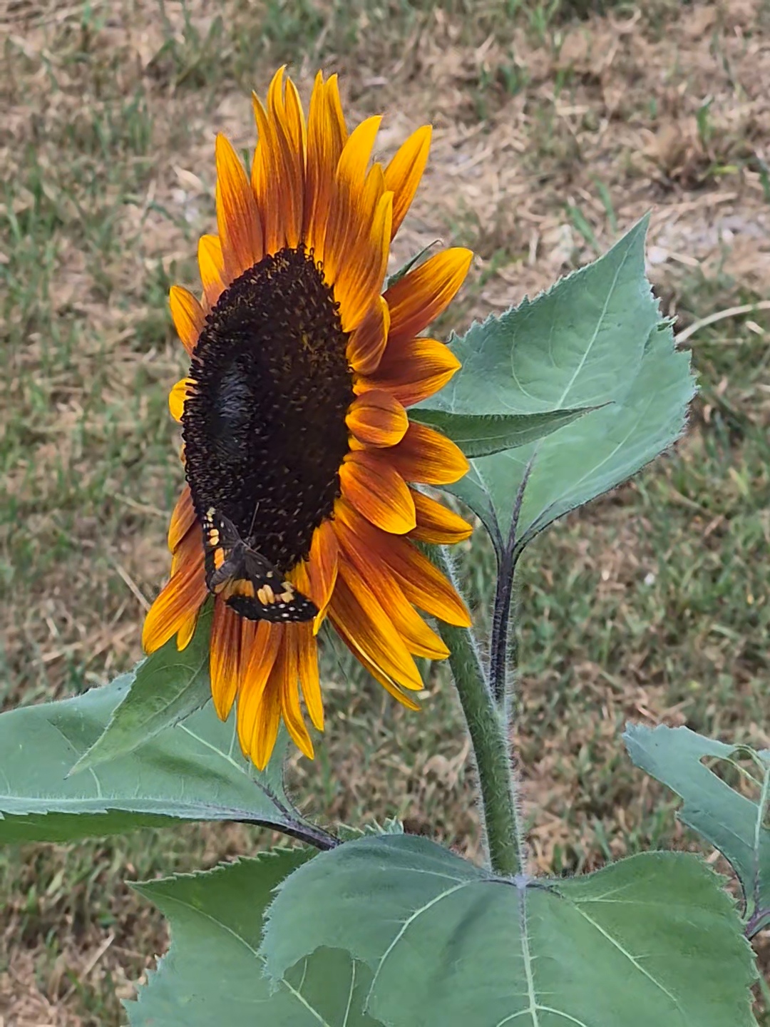 Sunflower with yellow petals and dark center, facing downward, with large green leaves, on a grassy background.