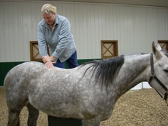 Older woman grooming a gray horse in an indoor riding arena, with wooden chairs in the background.