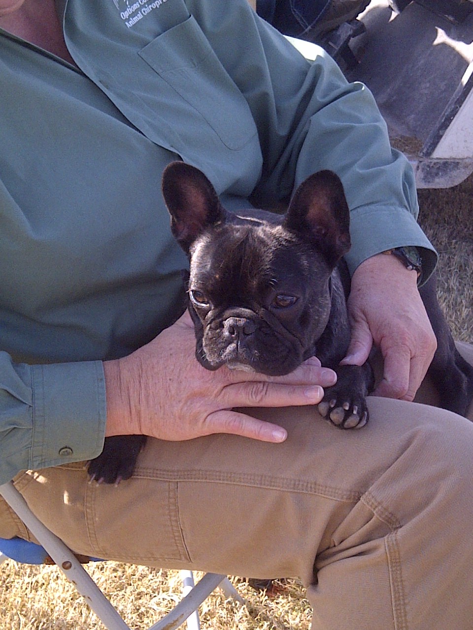 Person holding a black kitten with white markings, lying on their lap outdoors, with grass and sunlight visible.