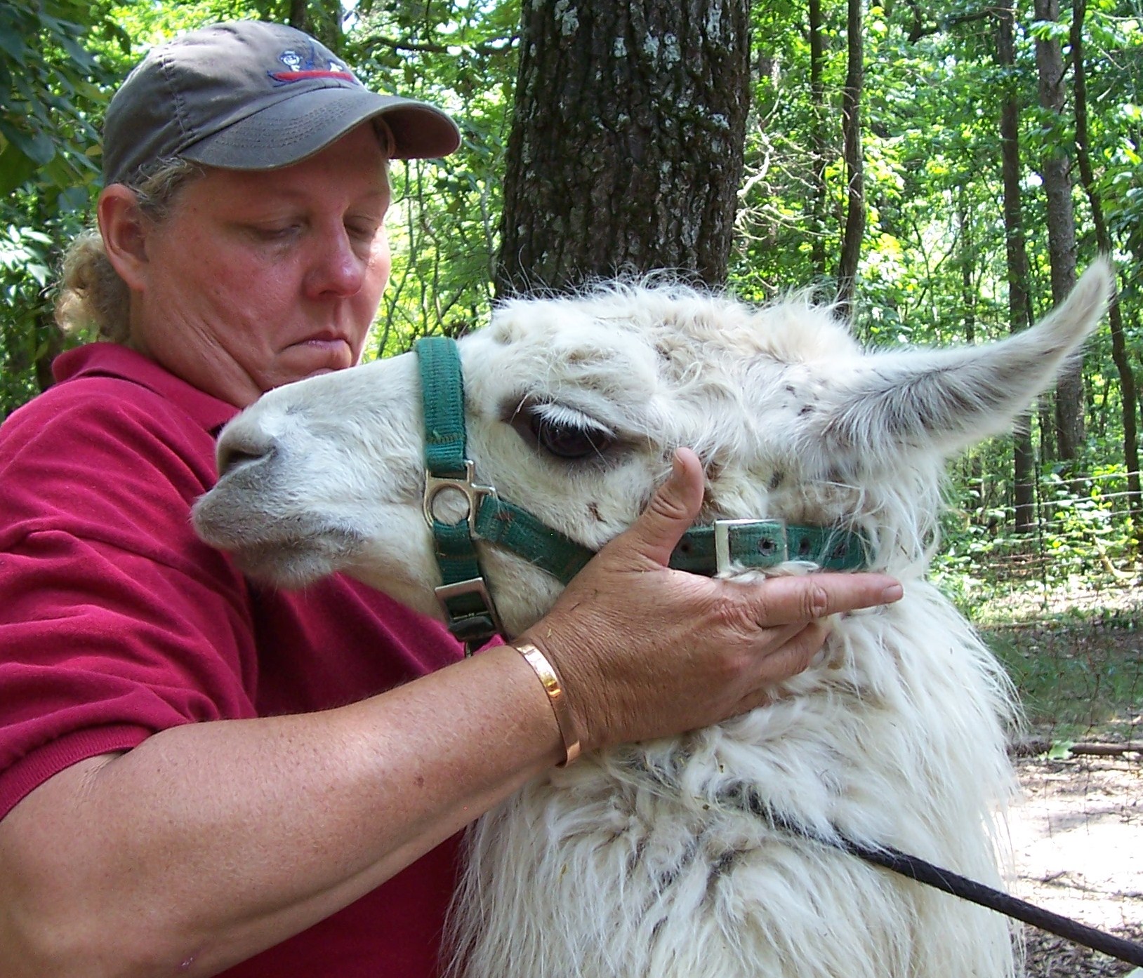 Woman holding a llama in a forest, with trees and sunlight in the background.