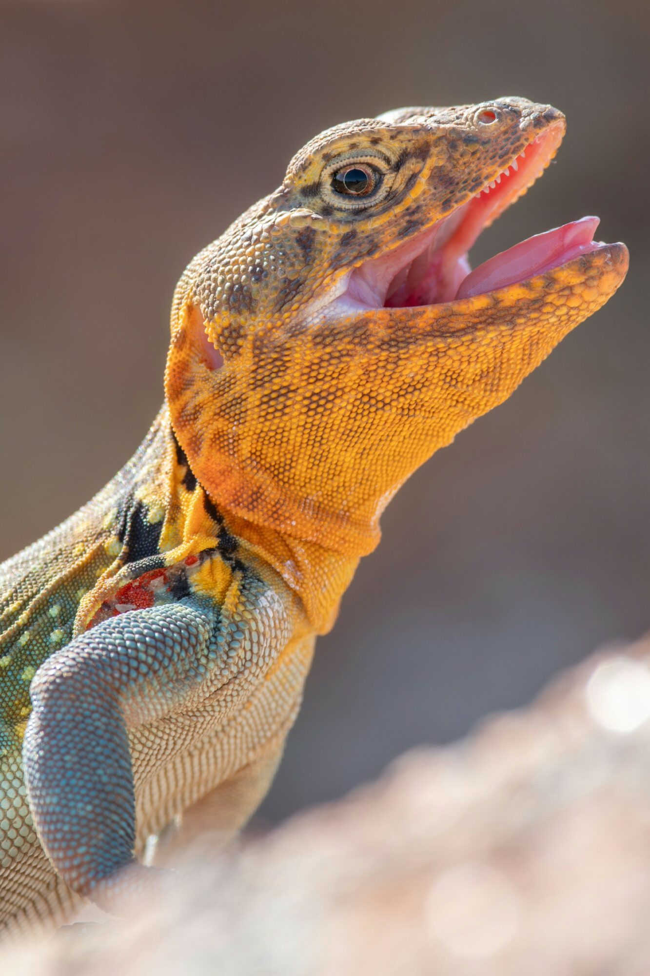Lizard with its mouth open, showing pink tongue and colorful skin, against a blurred background.