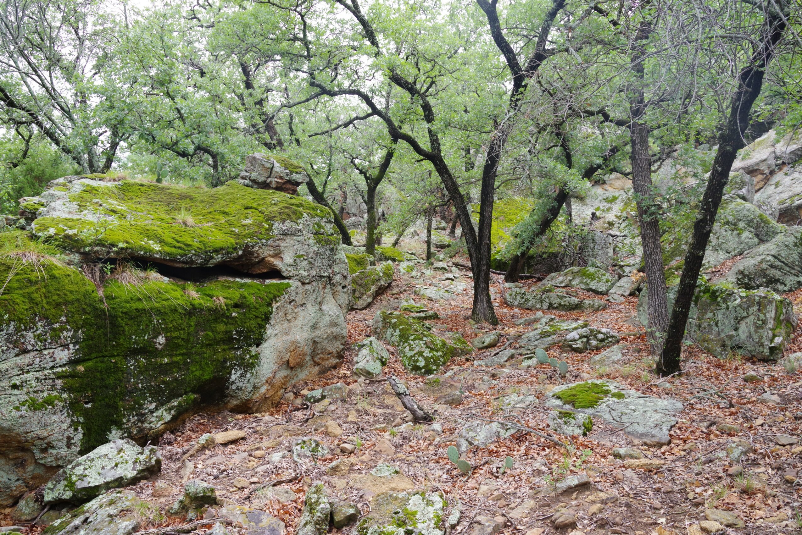 Natural landscape with moss-covered rocks, trees, and fallen leaves on the ground.