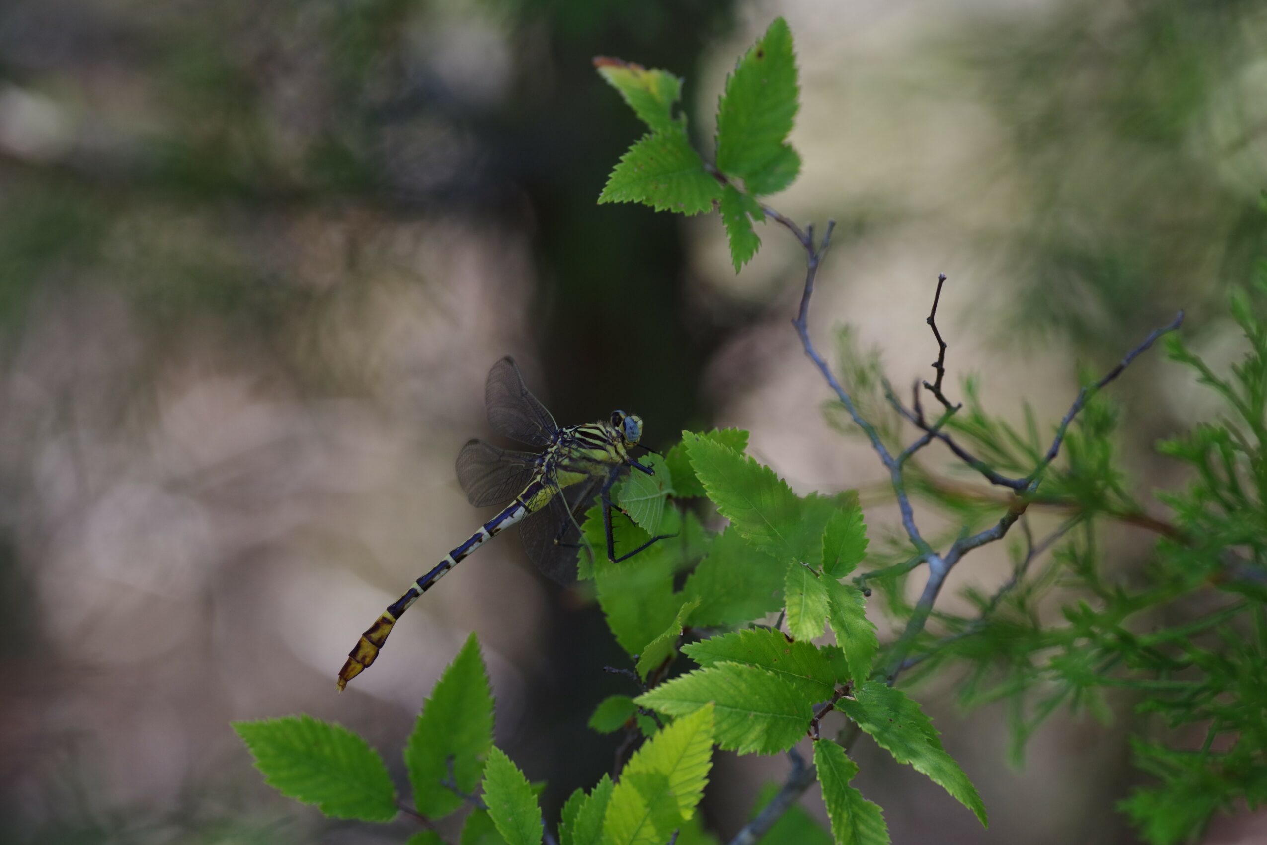 Dragonfly perched on green leaves with a blurred natural background