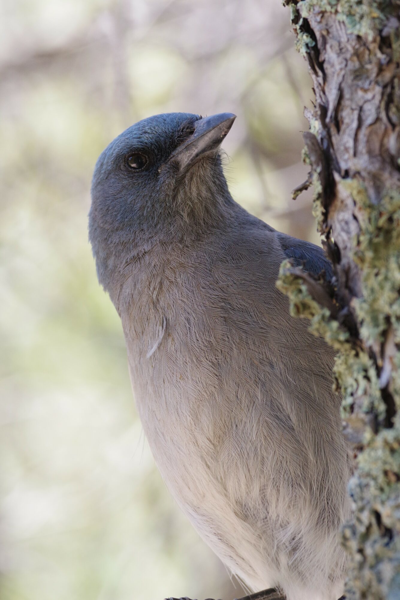 A bird with dark head and light body perched on a tree trunk, with blurred background of trees and light.