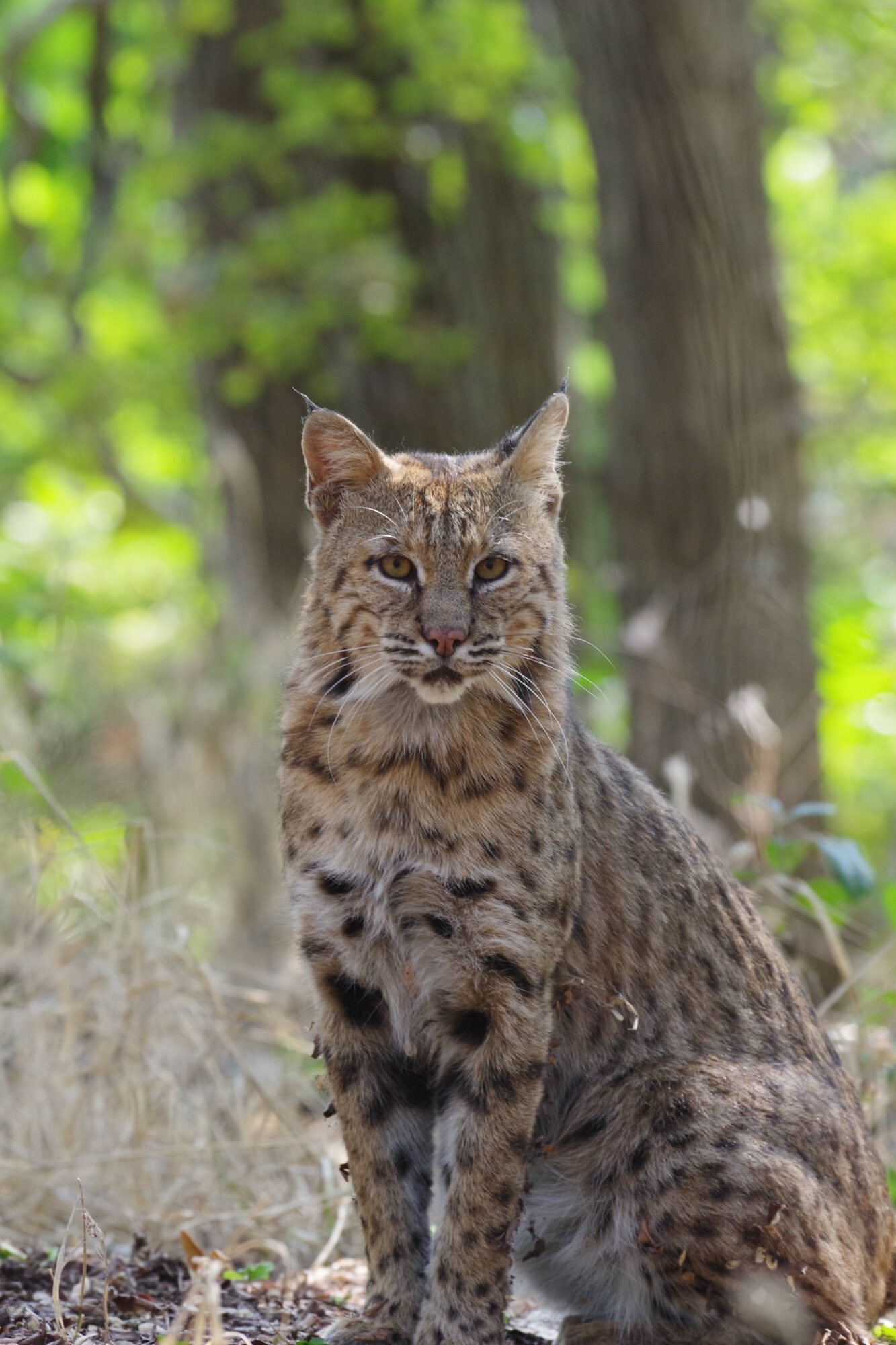 A wildcat sitting outdoors with trees and green foliage in the background.