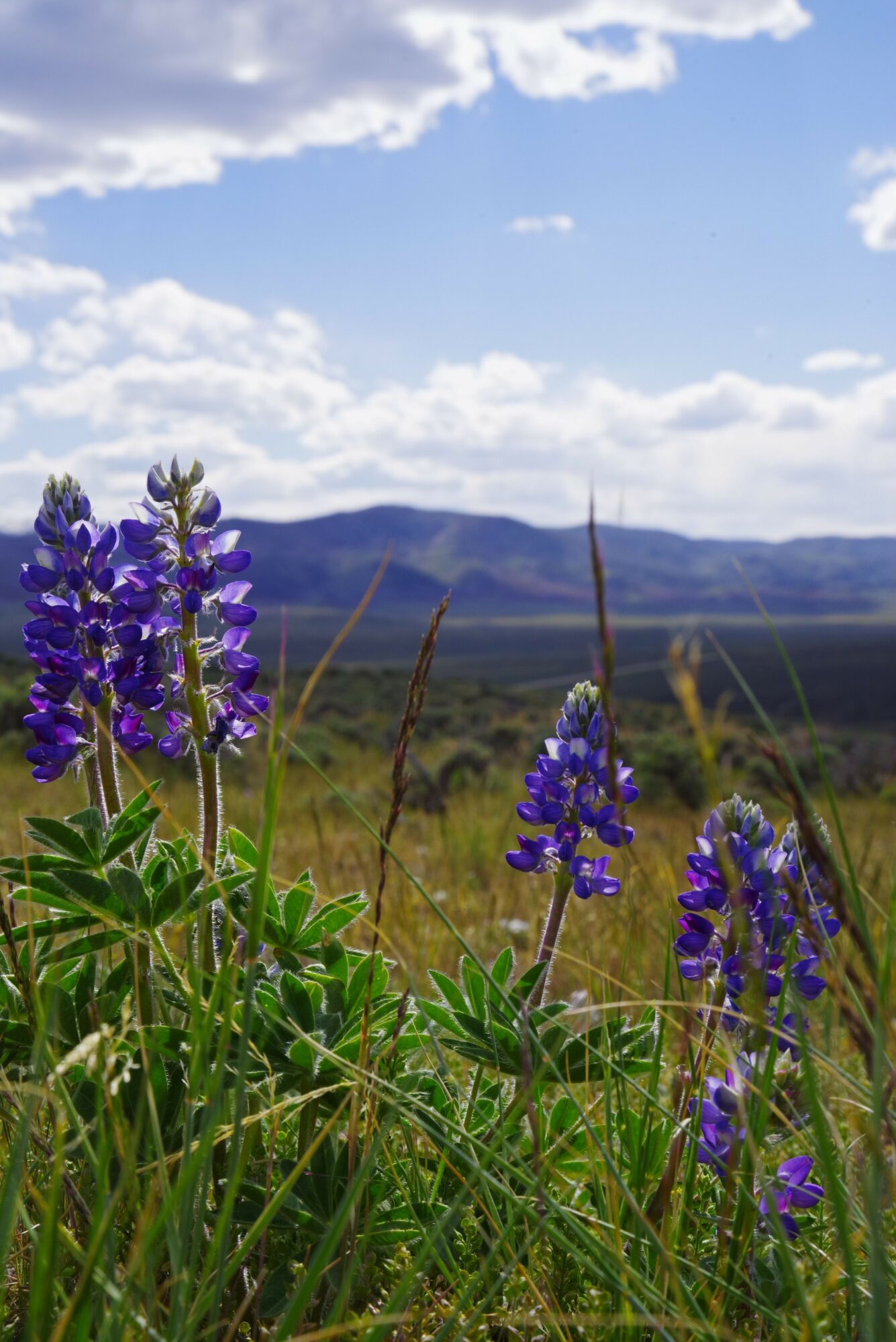 Purple flowers in foreground with a landscape and sky in the background, viewed sideways.