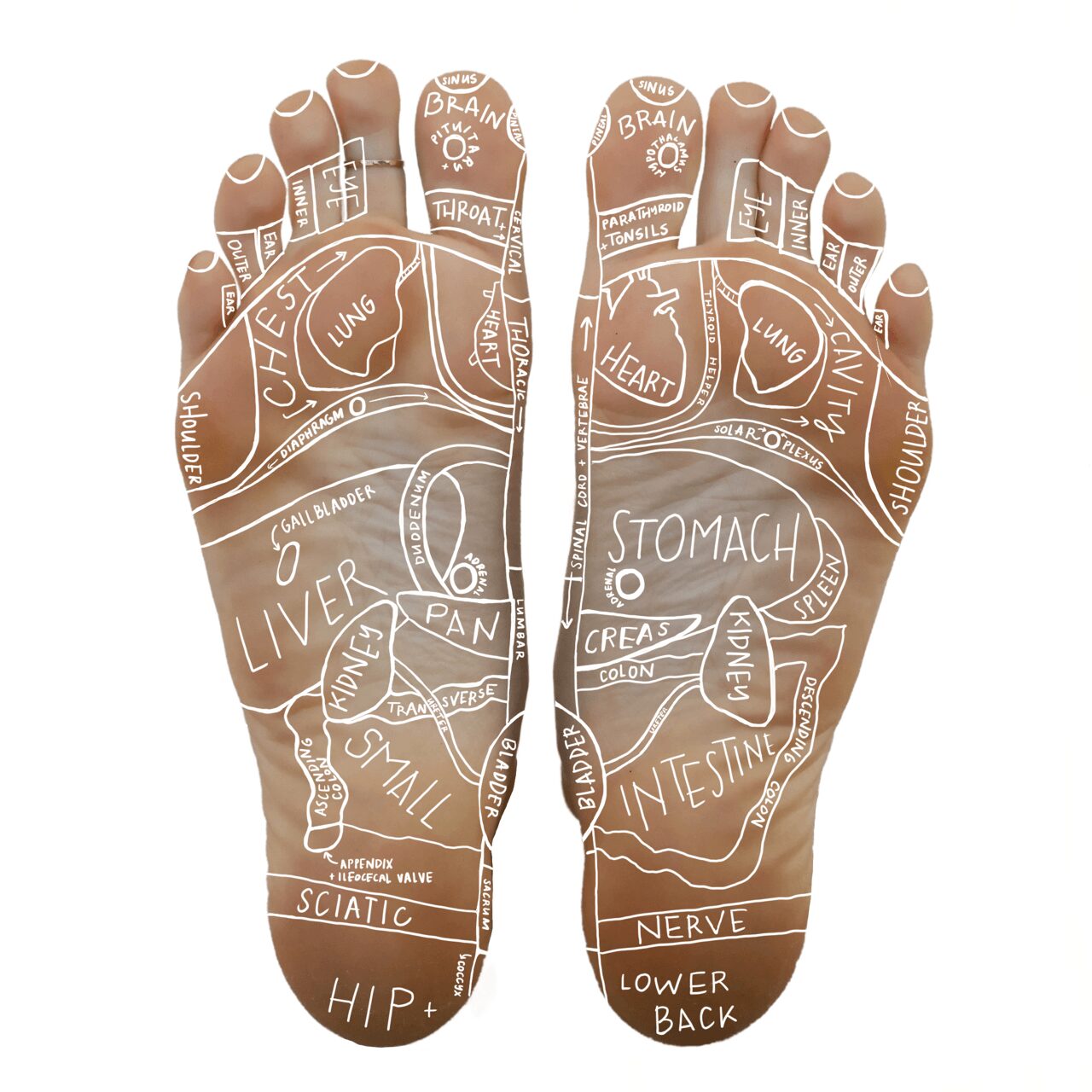 Illustration of the human body's internal organs labeled on both palms, including stomach, liver, intestines, and nerves.