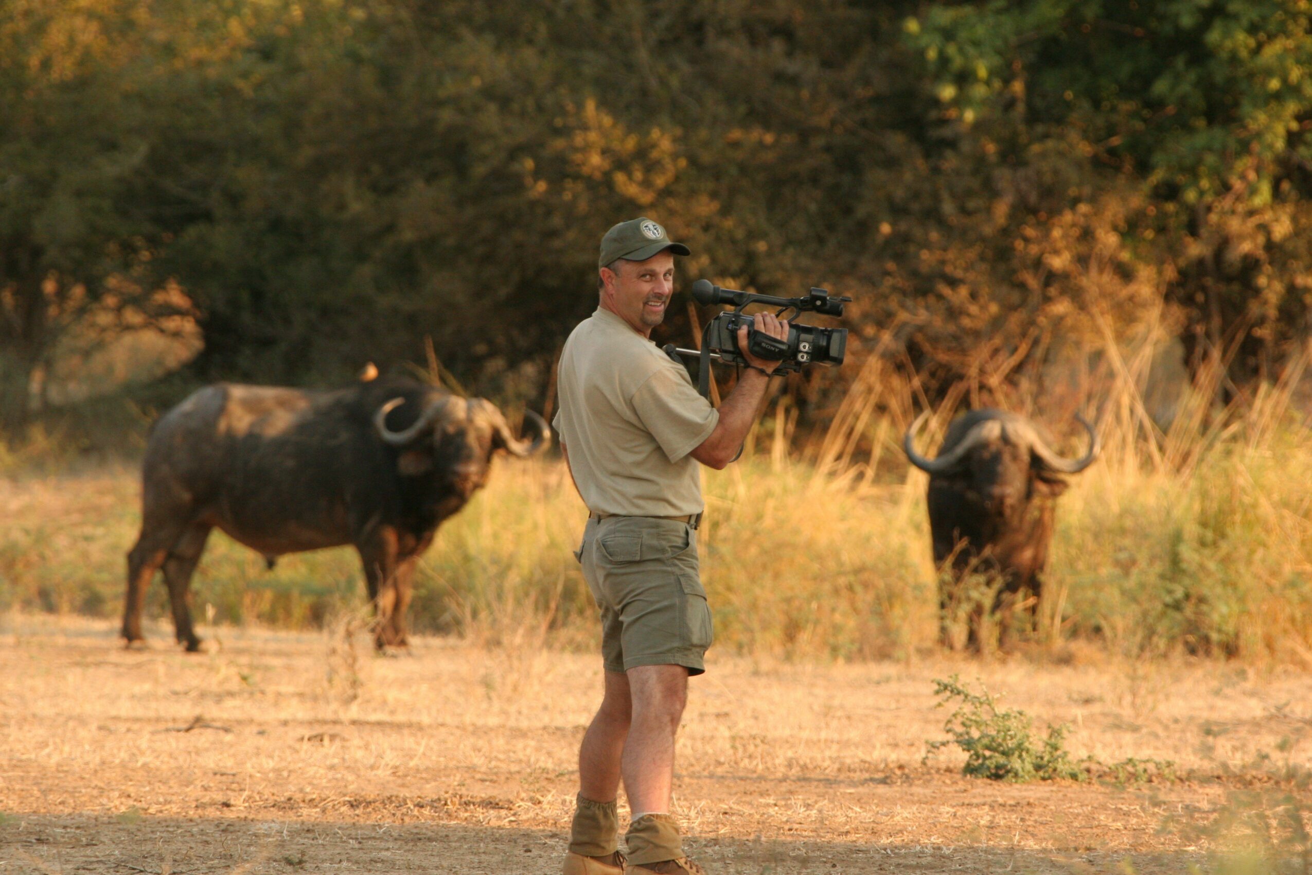 A man holding a camera stands in a field with two wildebeests nearby, trees in the background.
