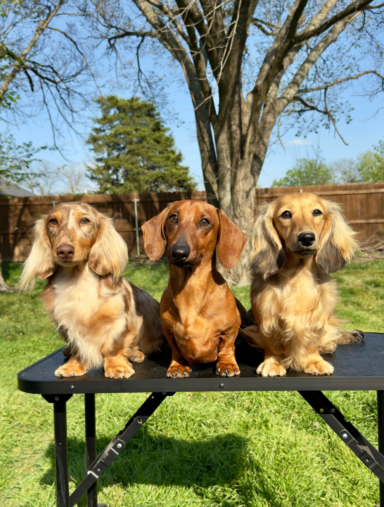 Three dachshunds sitting on a black table outdoors with a tree and blue sky in background.