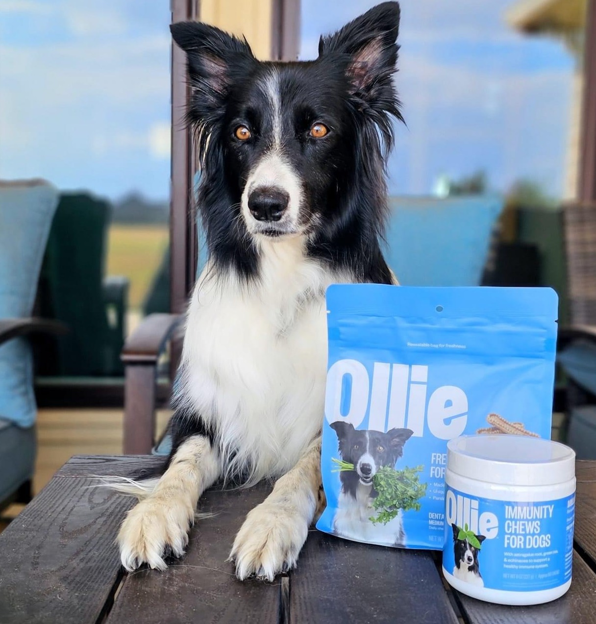 Black and white dog with pointed ears sitting at a table with a blue Ollie bag and a container, indoors.