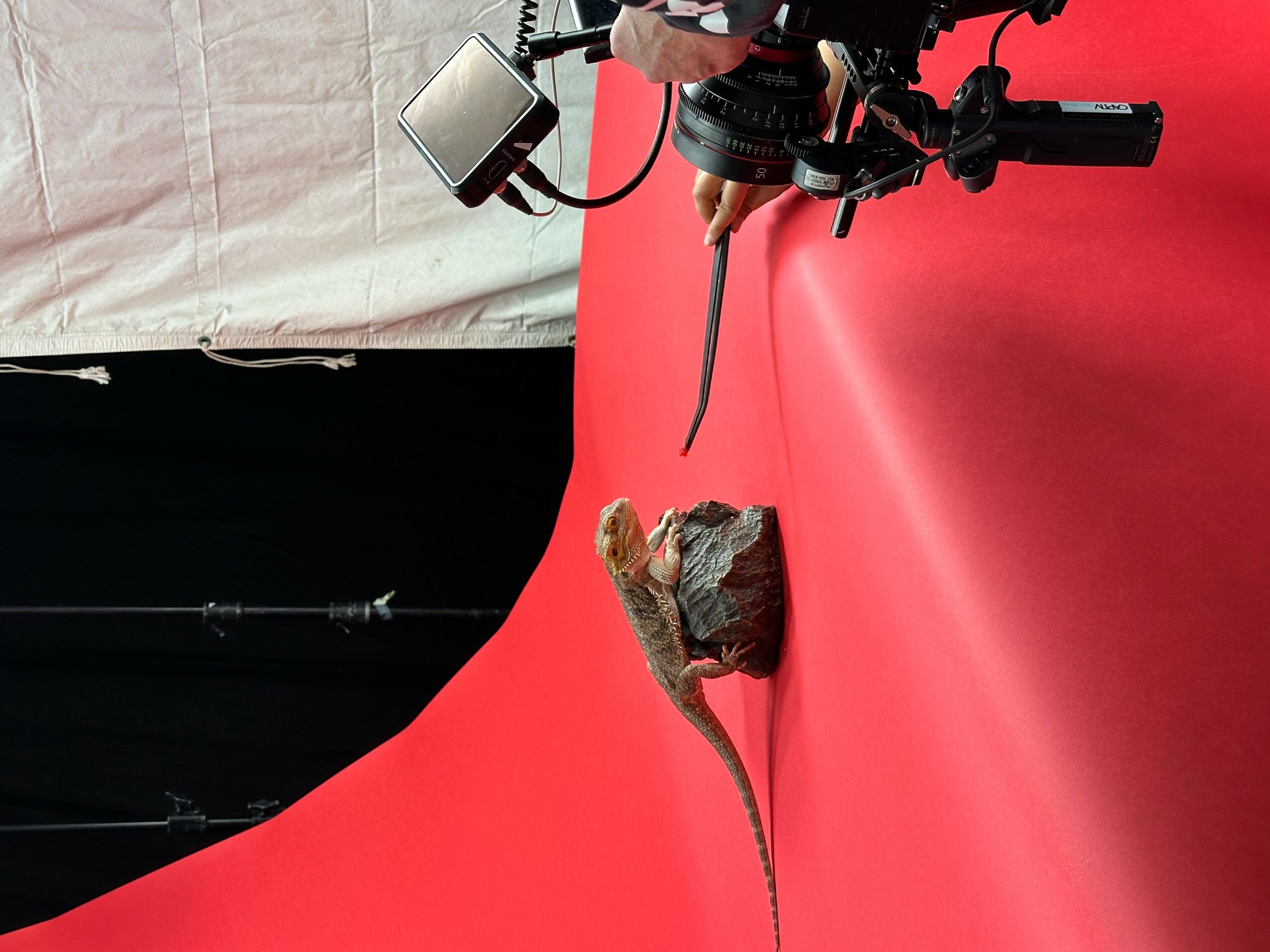 A camera setup on a red background with a small animal, possibly a rodent, in front of it.