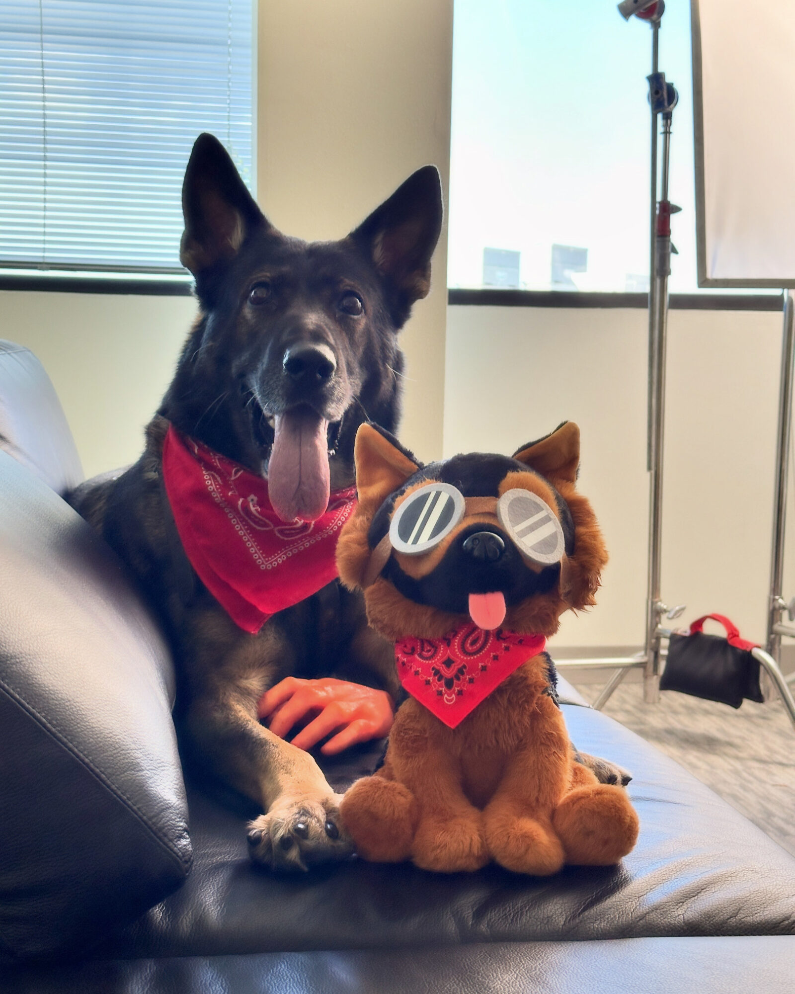 Black and tan dog with red bandana sitting on a couch next to a plush toy wearing sunglasses and a red bandana.