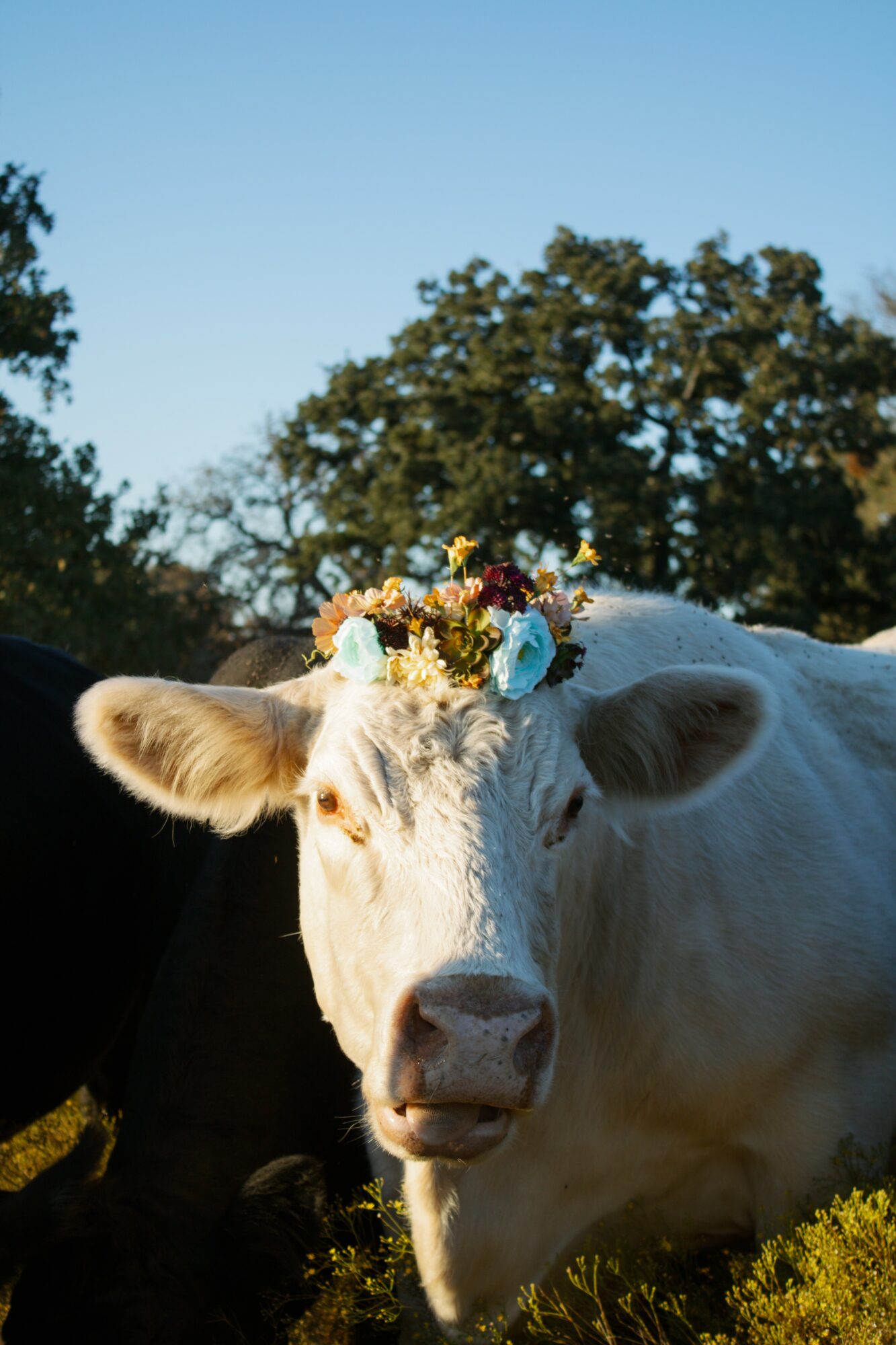 White cow with a flower crown on its head outdoors, trees and blue sky in background.