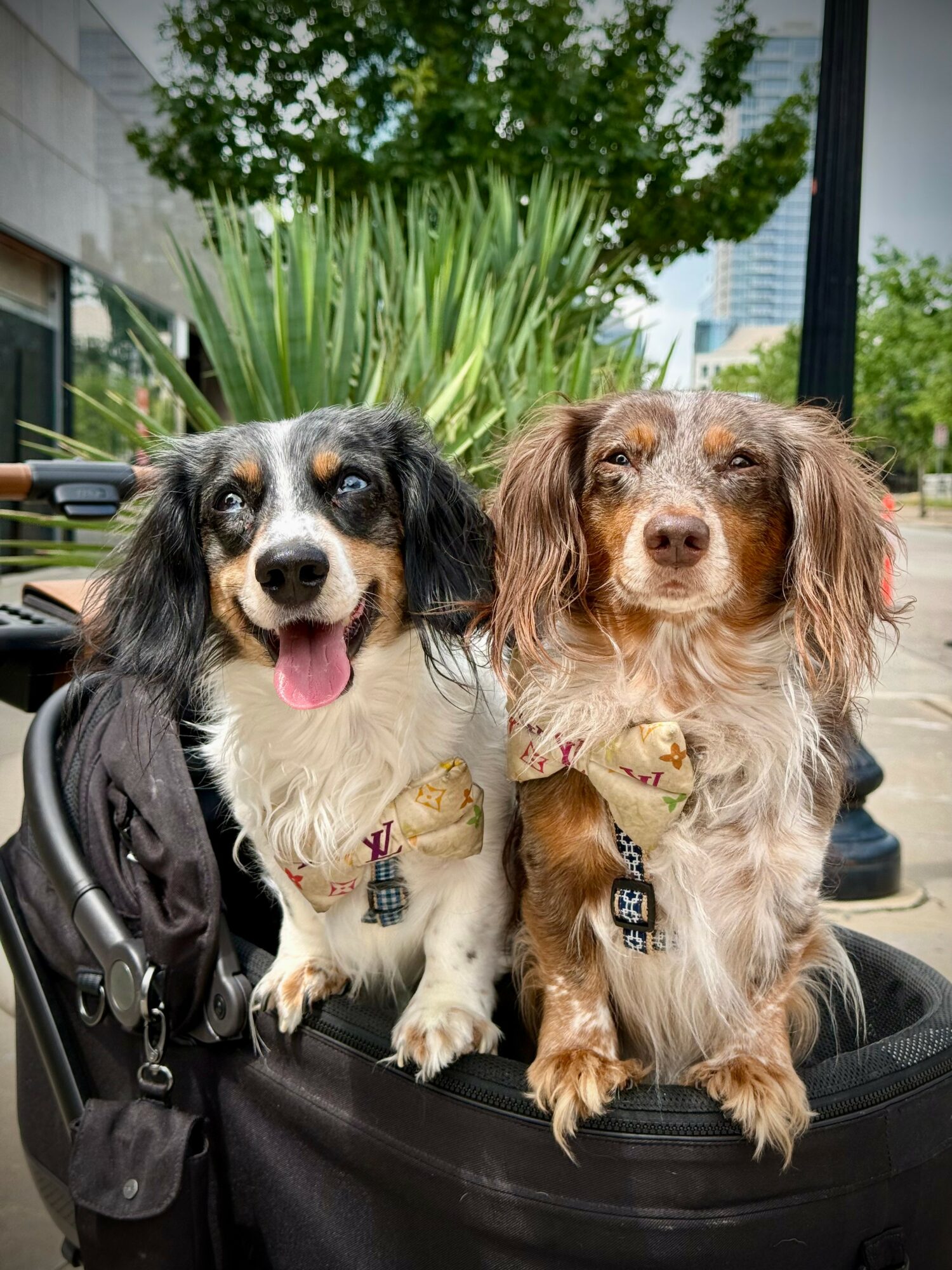 Two dogs sitting in a black bag outdoors with green plants and buildings in the background.