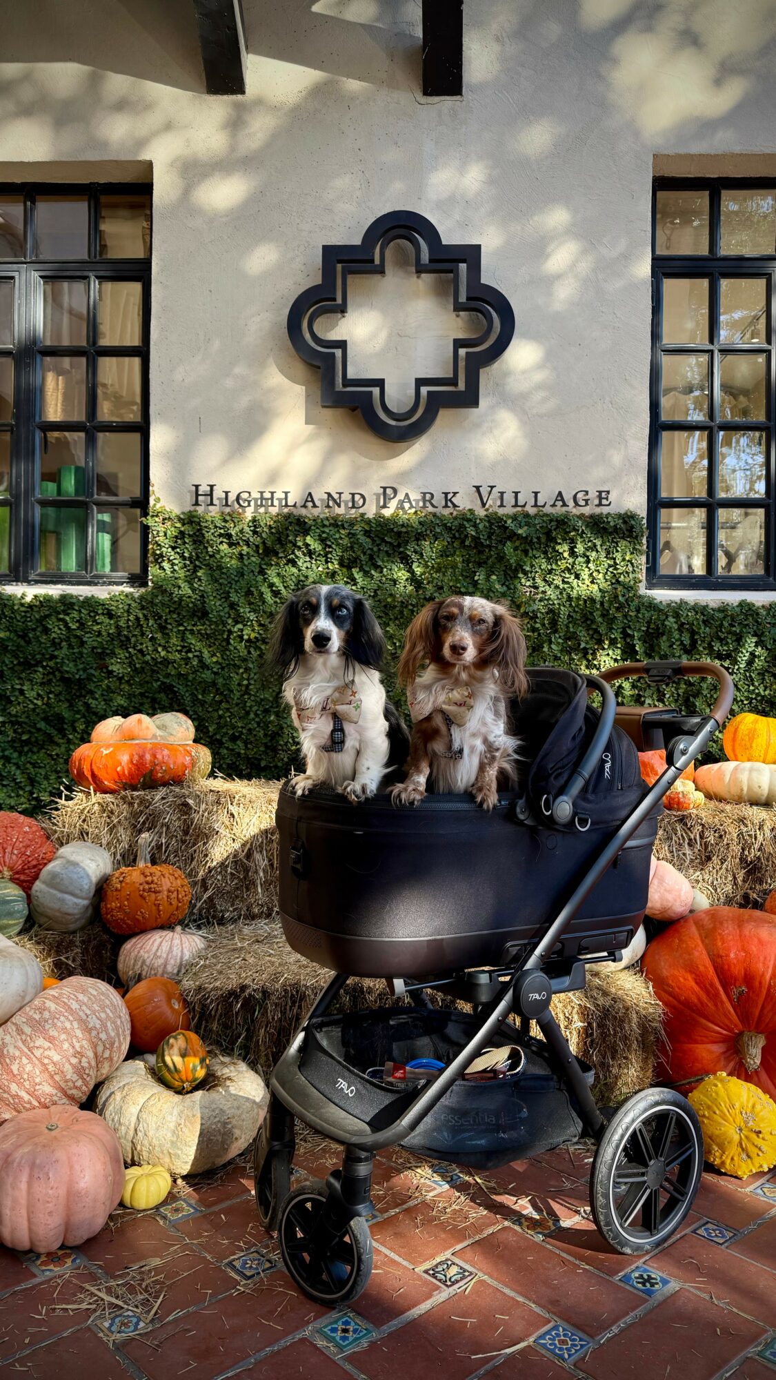 Two dogs sit in a stroller surrounded by pumpkins outside a building with a sign reading Highland Park Village.